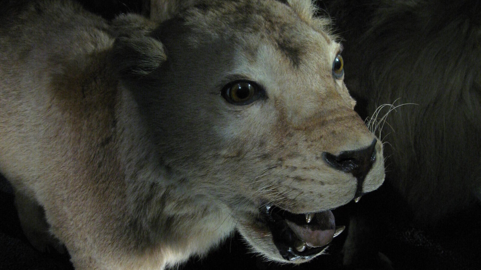 Male lion on the plains at dawn in the Serengeti, one of Africa's premier Big Five countries