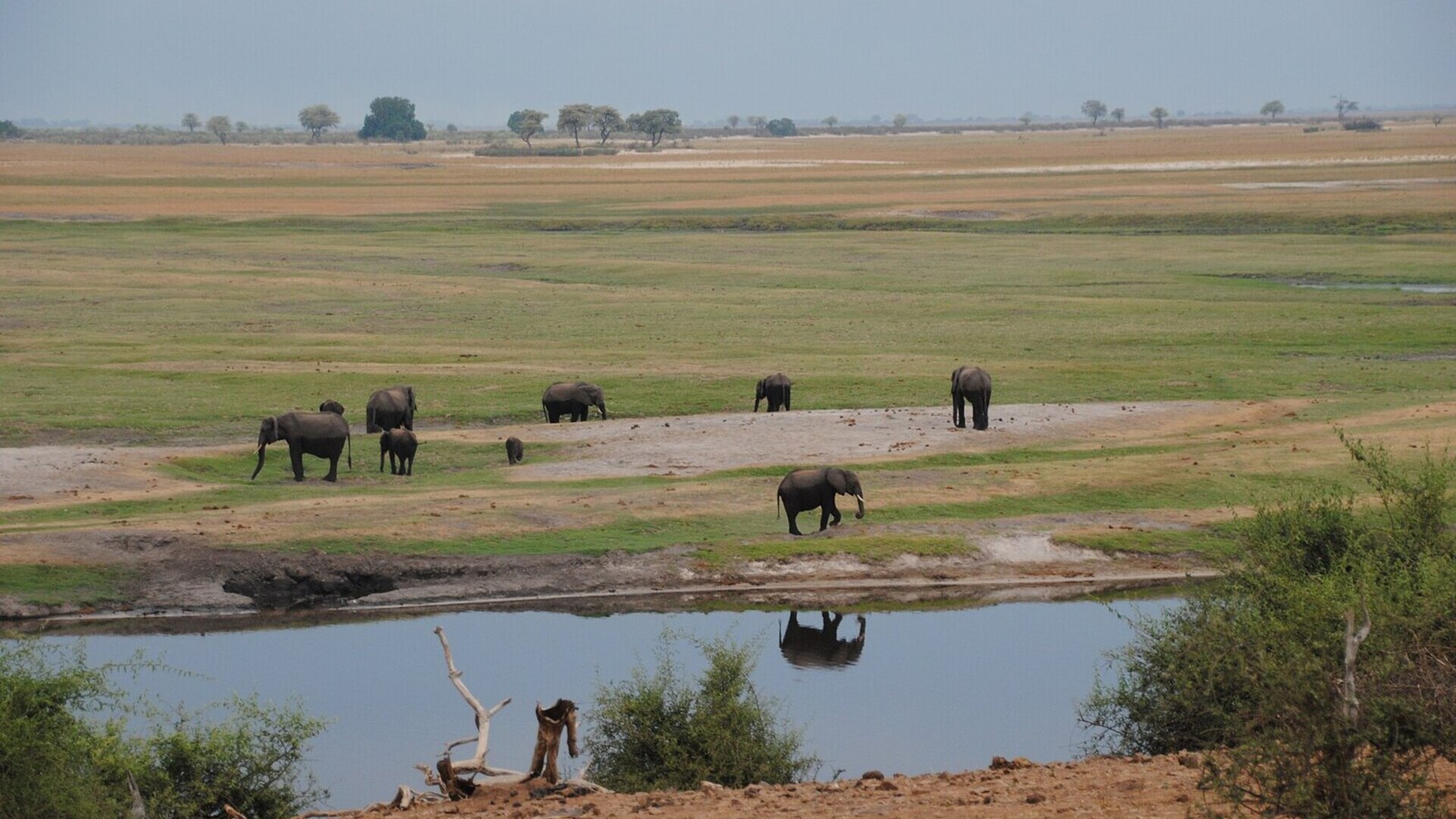 Elephant herd gathered on the Chobe River floodplain with a safari boat nearby in Botswana