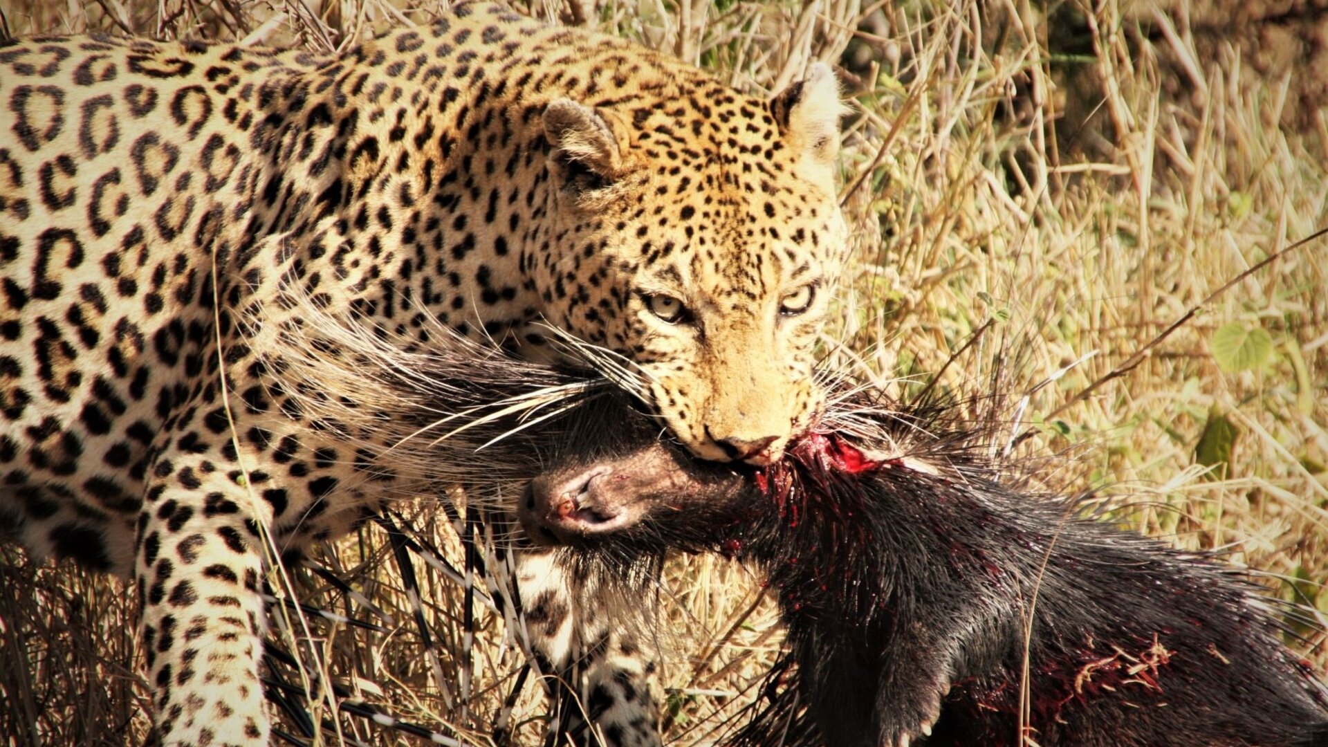 A leopard resting on a low branch at golden hour on a Big Five safari in Africa