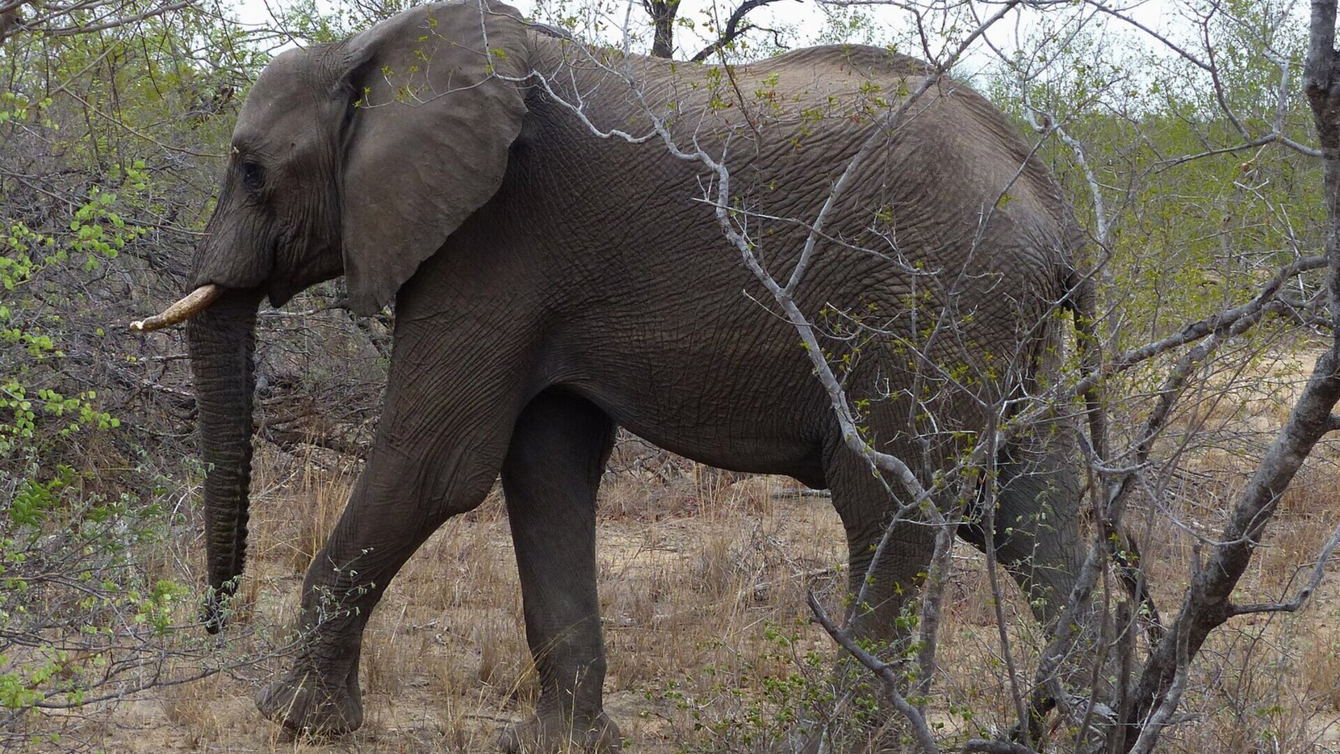 Elephant herd on the plains of Malawi's reborn wildlife reserves at first light