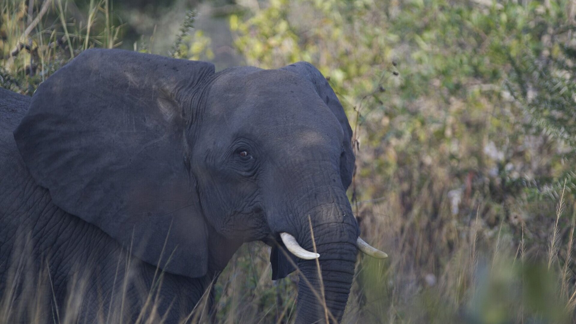 Elephant herd moving across the wild miombo woodland of northern Mozambique at first light