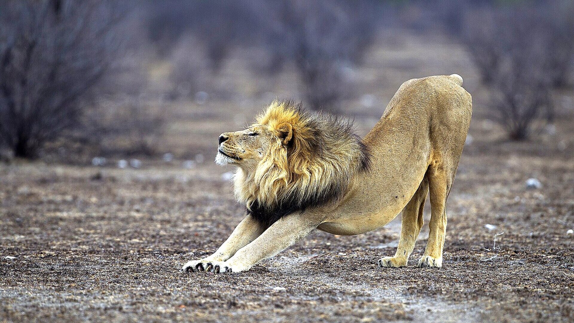 Lions at first light on the plains near an Etosha National Park waterhole, Namibia