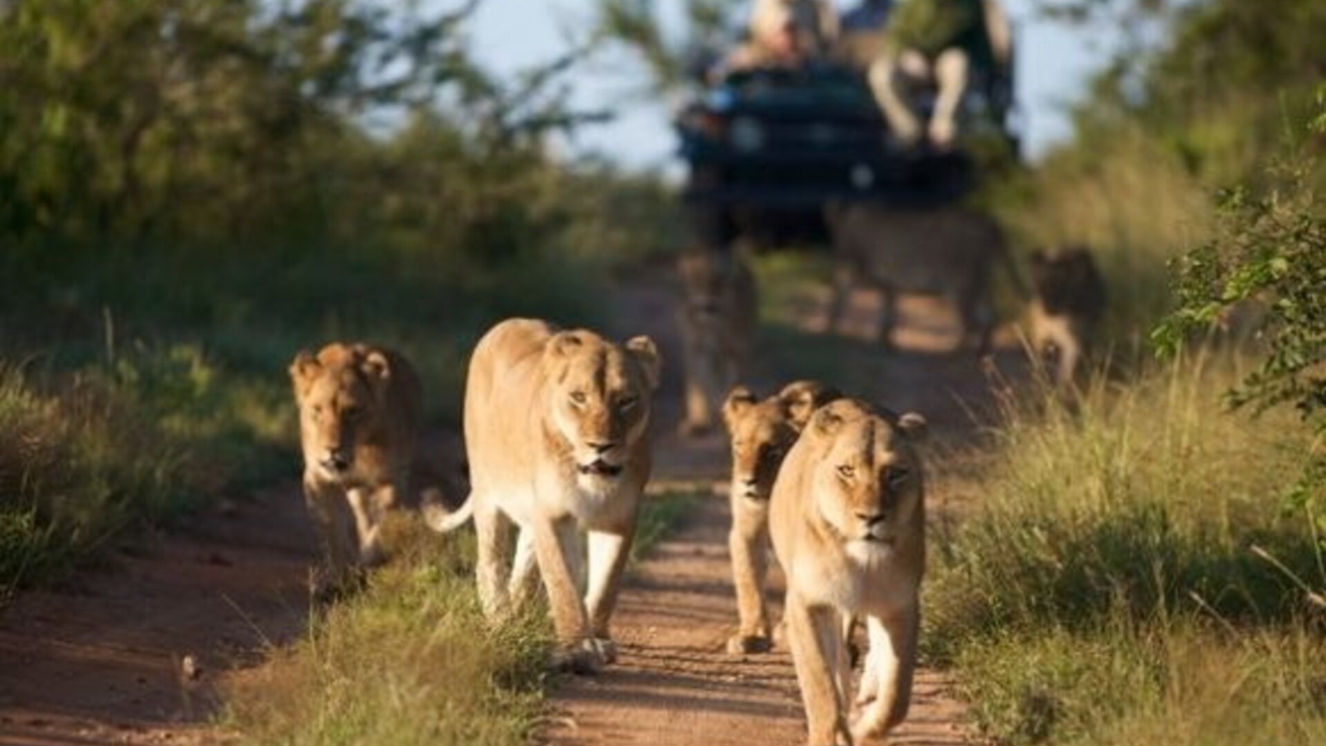 A pride of lions walking a track at first light in Queen Elizabeth National Park, Uganda