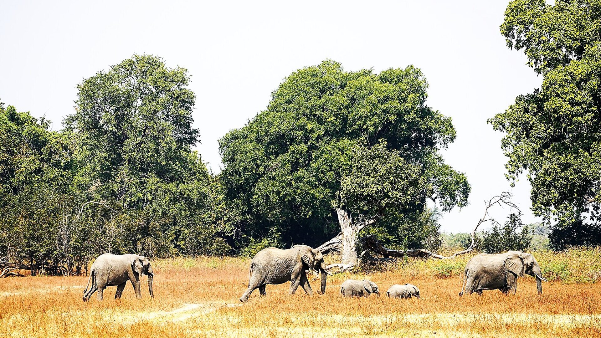 Elephant herd walking through golden grass in South Luangwa National Park, Zambia at sunset