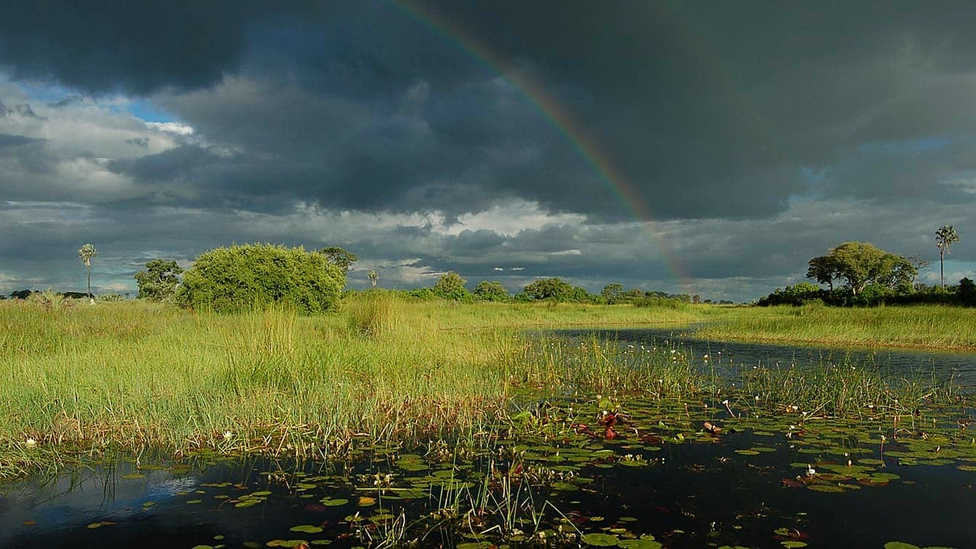 Lush green Okavango Delta floodplains reflecting a dramatic storm sky