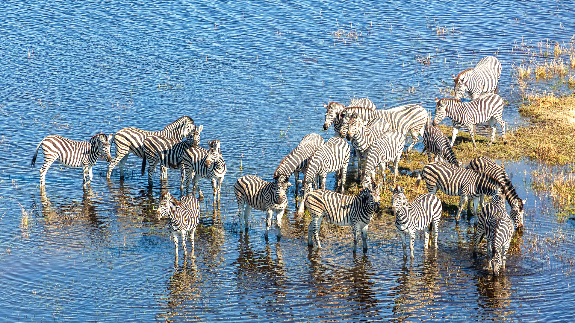 Aerial view of the Okavango Delta waterways with wildlife below on a Botswana luxury safari tour