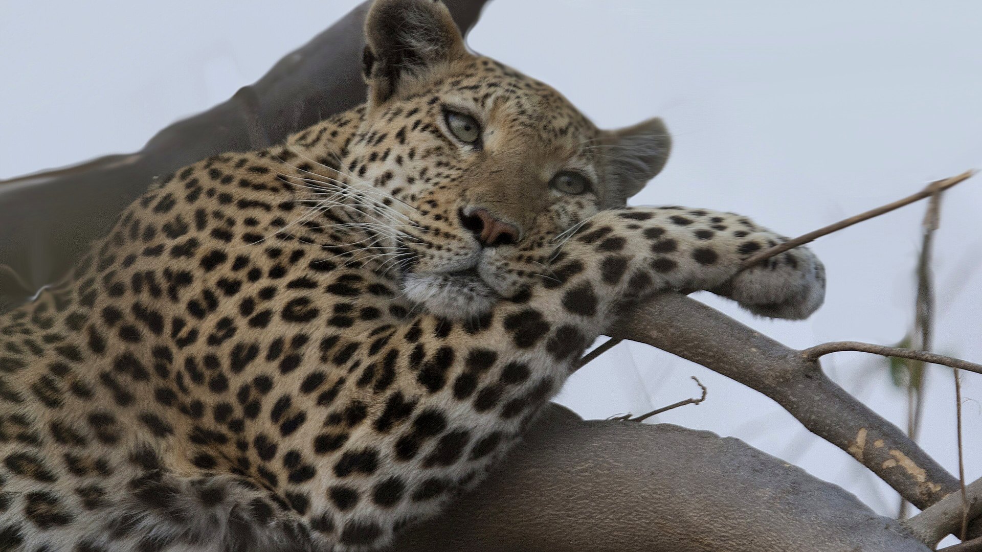 A leopard resting in a leadwood tree in golden light in the Okavango Delta