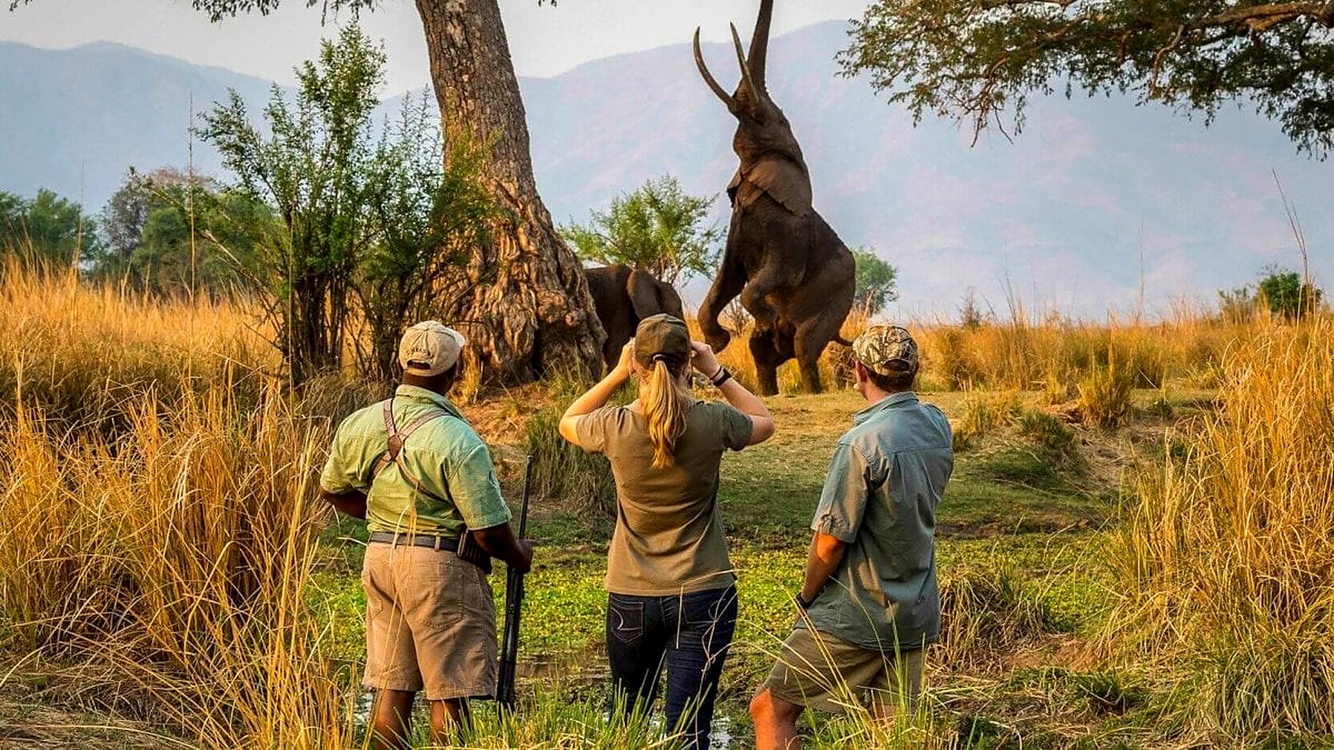 A guide leads guests on foot through golden grass in the Okavango Delta