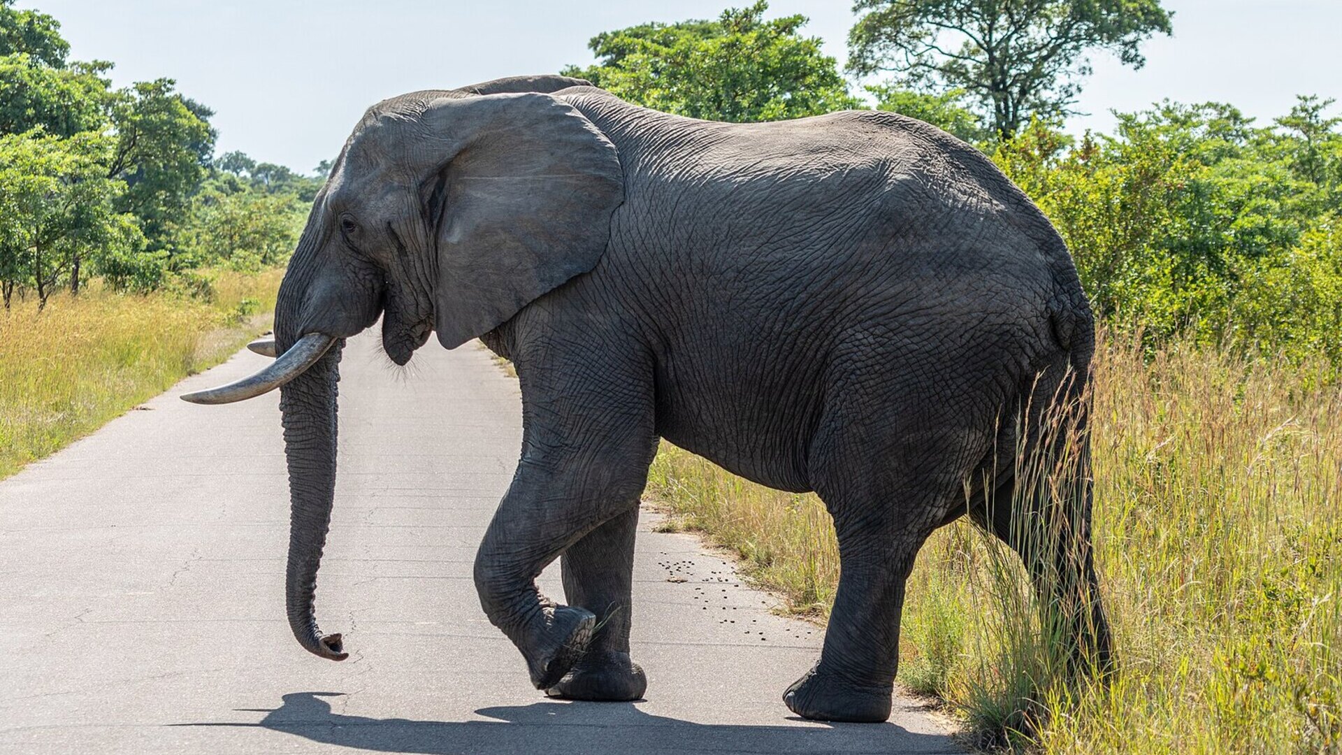 A safari vehicle on a bush road at golden hour on a budget safari in Africa