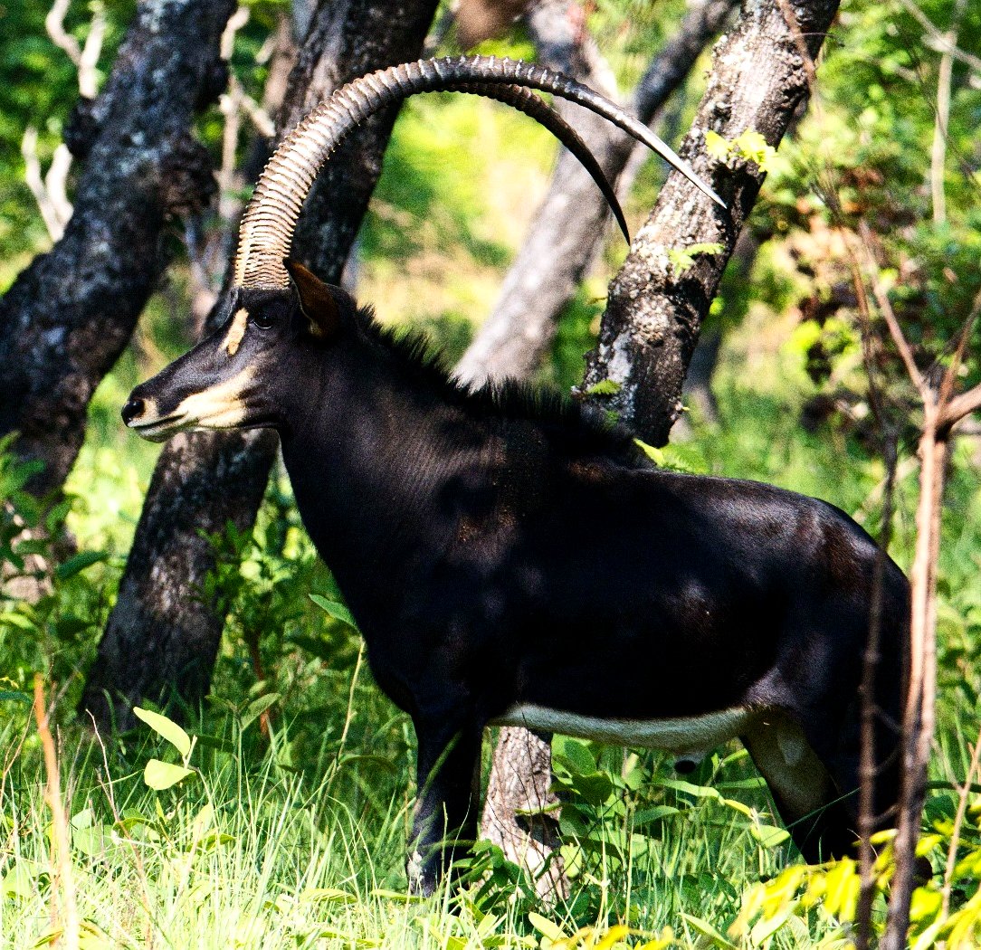 Cangandala National Park Angola: The Giant Sable & Malanje Safari Guide 2026