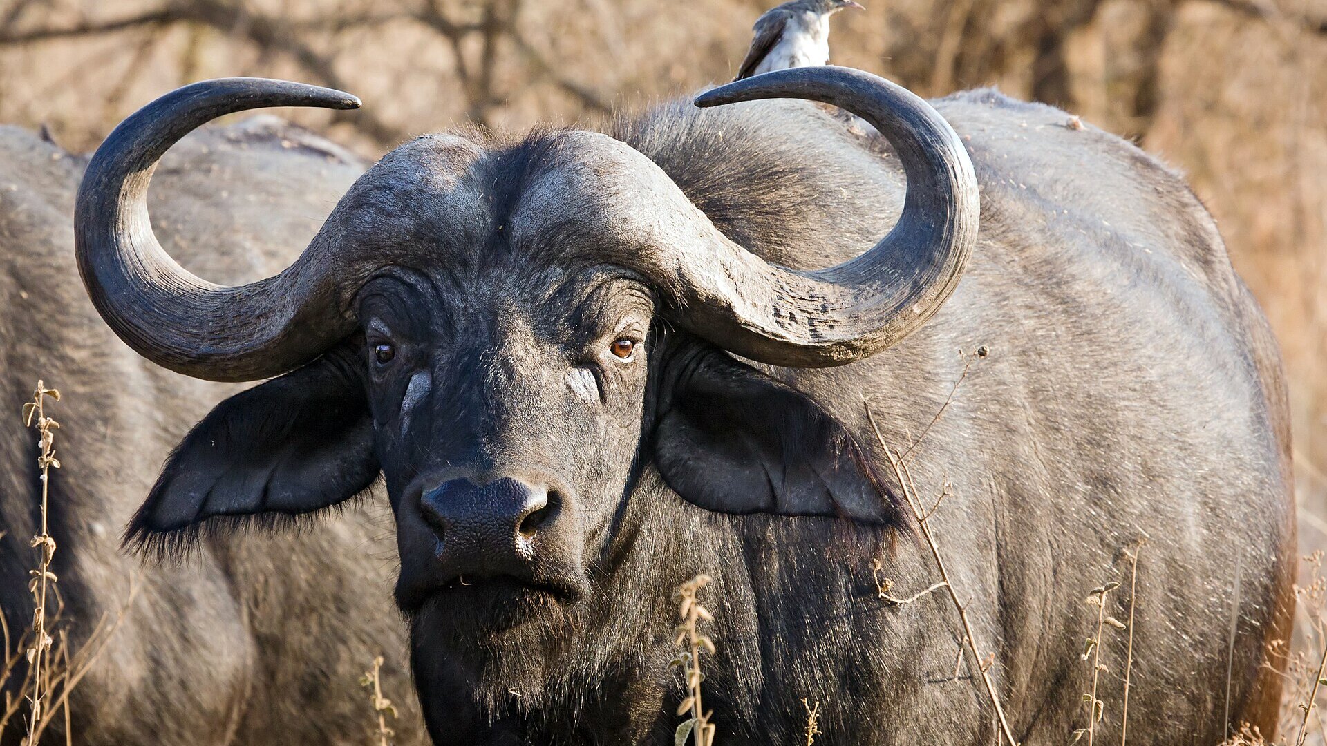 A massive Cape buffalo bull with heavy curved horns staring down the camera at golden hour