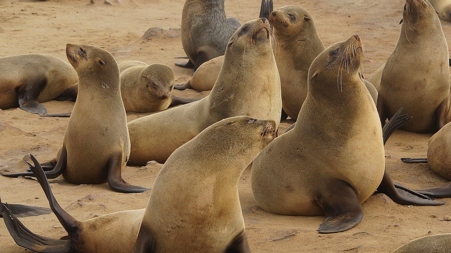Thousands of Cape fur seals crowding the shoreline of the Cape Cross seal colony on Namibia's Skeleton Coast