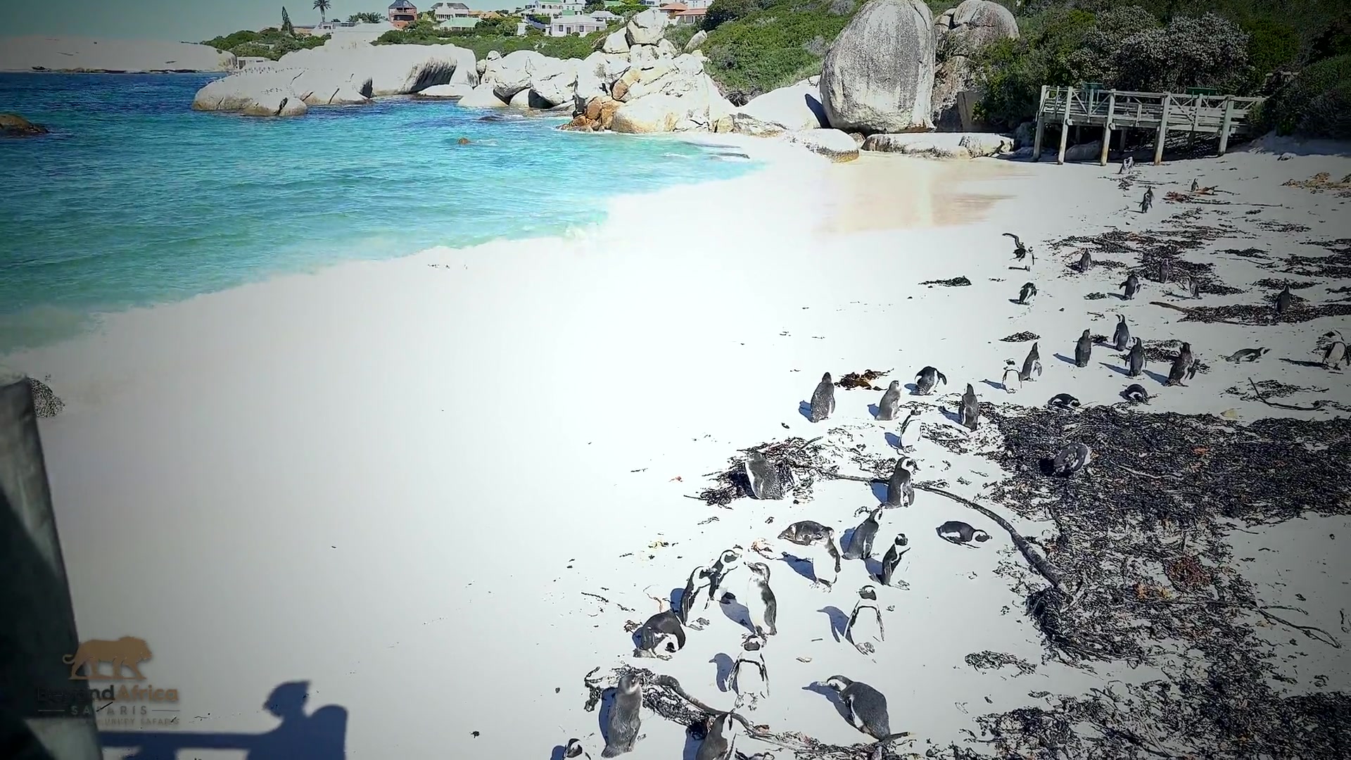 Half-Day Penguins & Cape of Good Hope Tour β Cape Peninsula