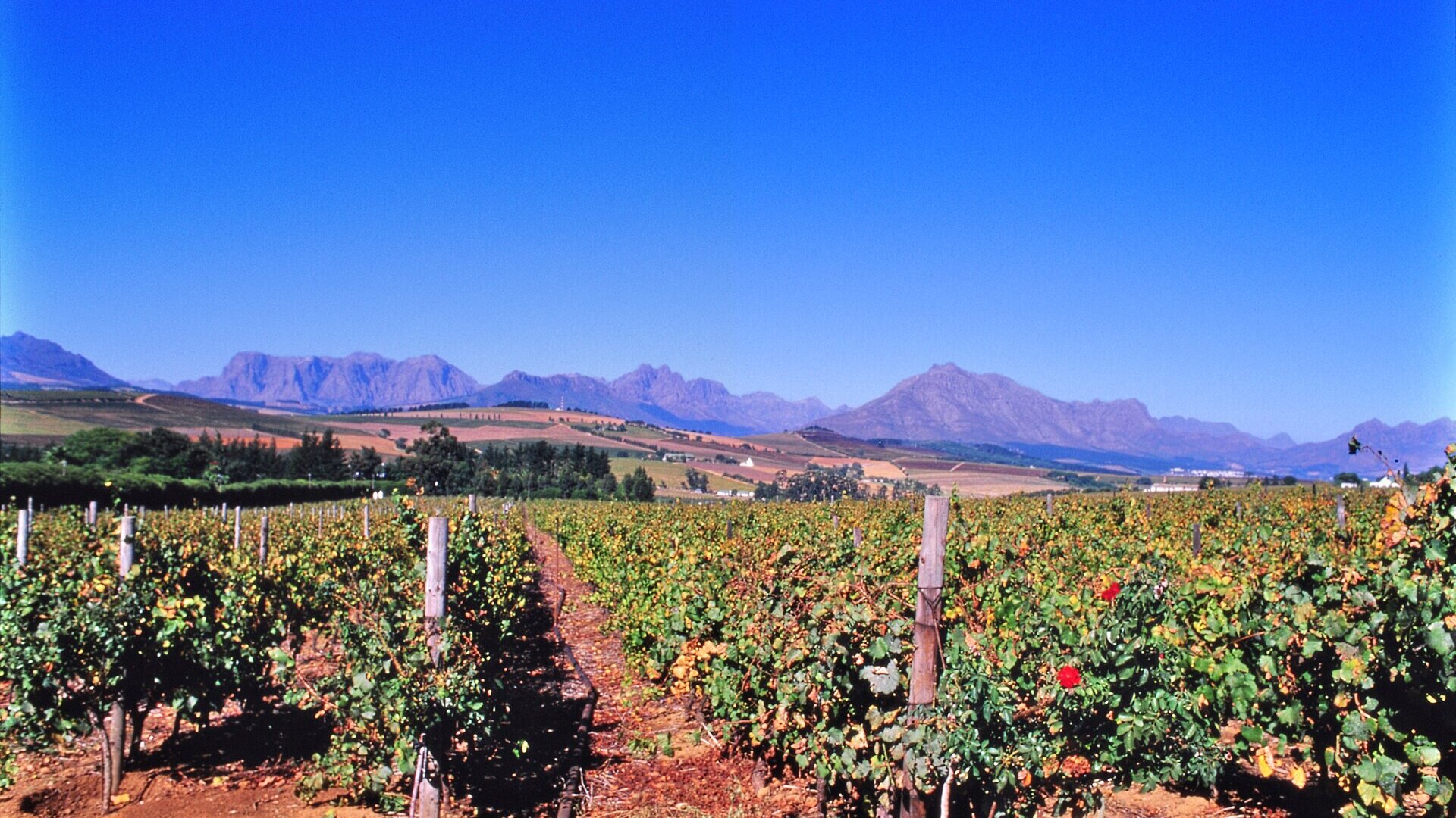 A couple's view over the Cape Winelands vineyards and mountains bathed in warm golden light