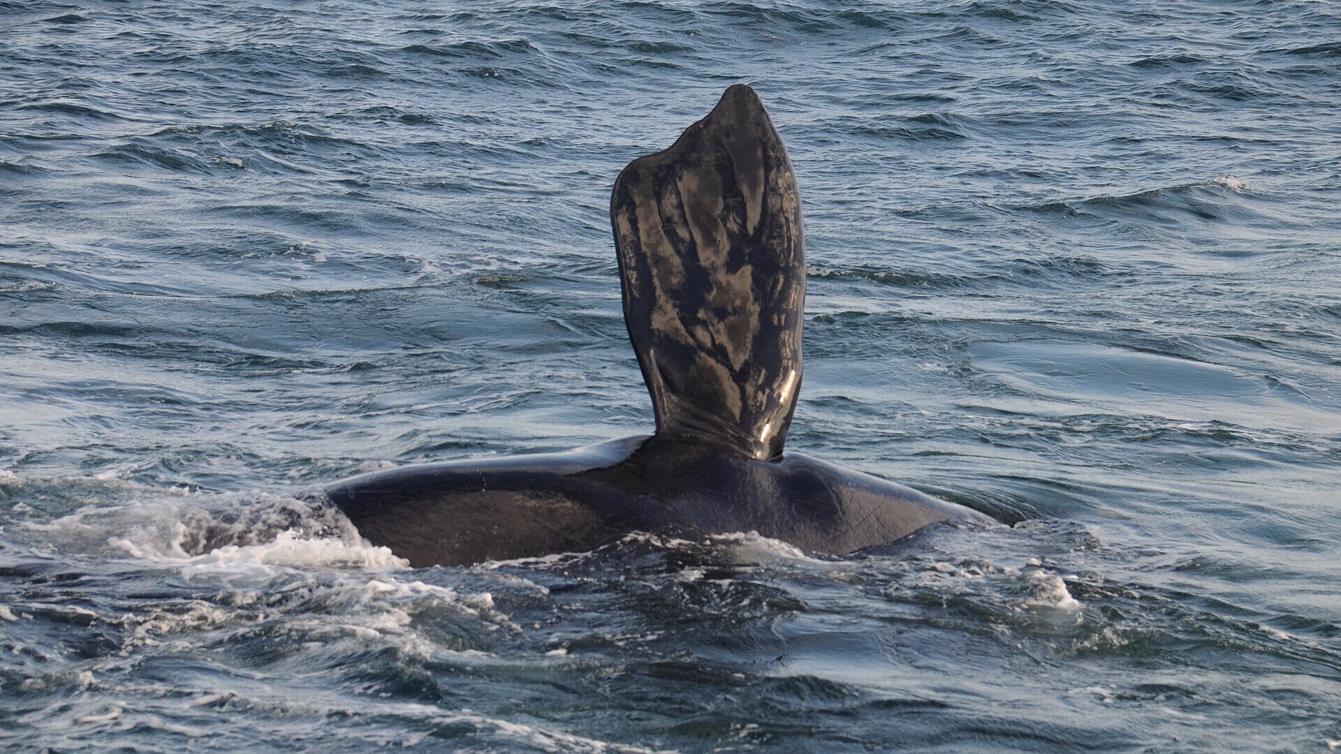 A Southern Right whale breaching close to the Western Cape coastline in warm morning light