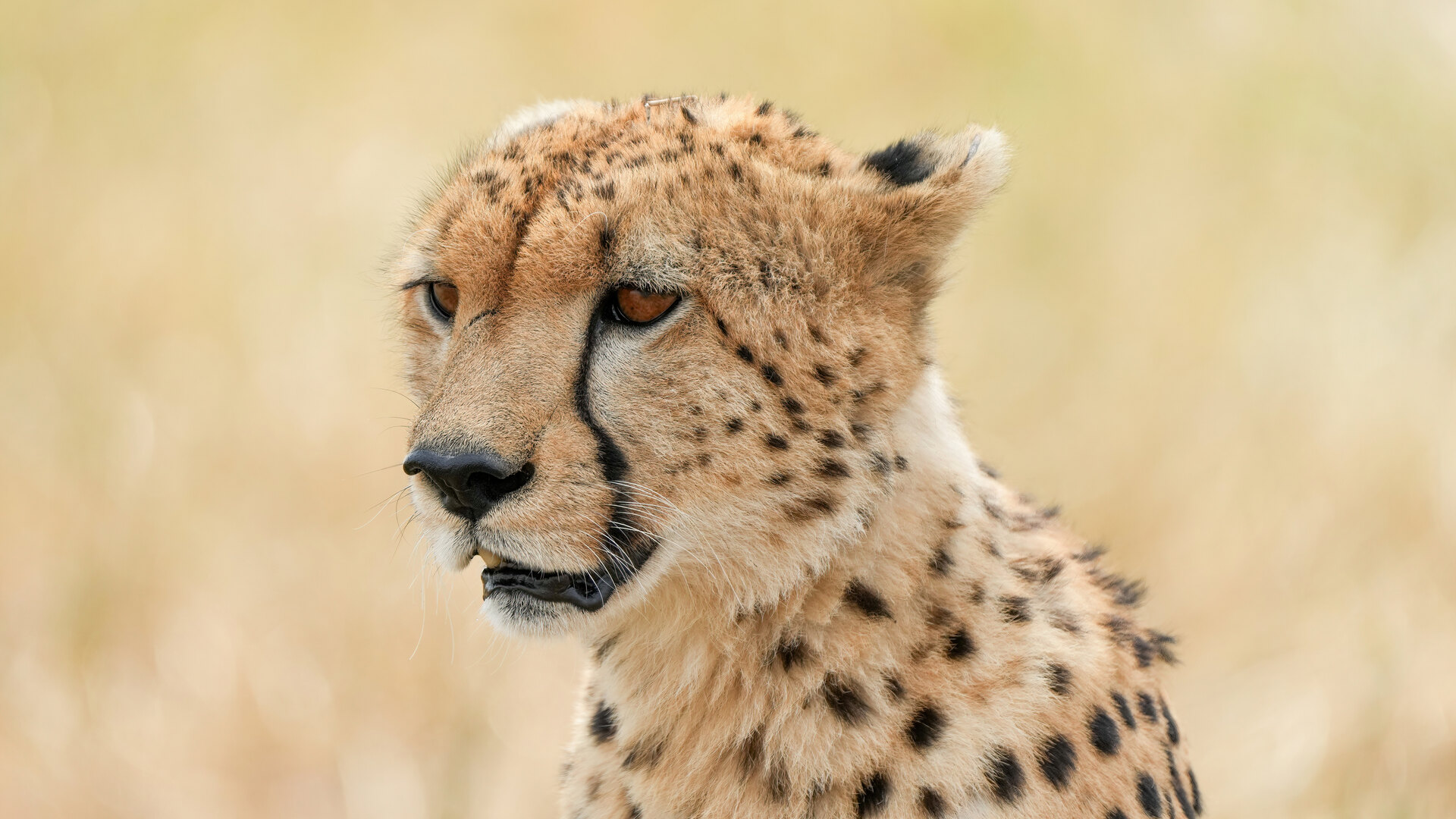 Close-up portrait of a wild cheetah in golden grass, Serengeti — the fastest land animal on Earth