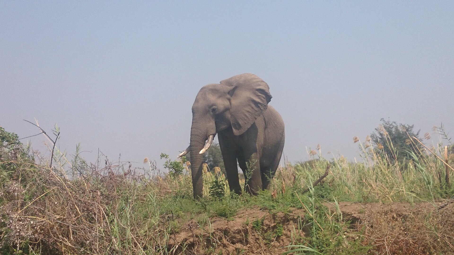An elephant wades the Zambezi below Chiawa Camp in the Lower Zambezi