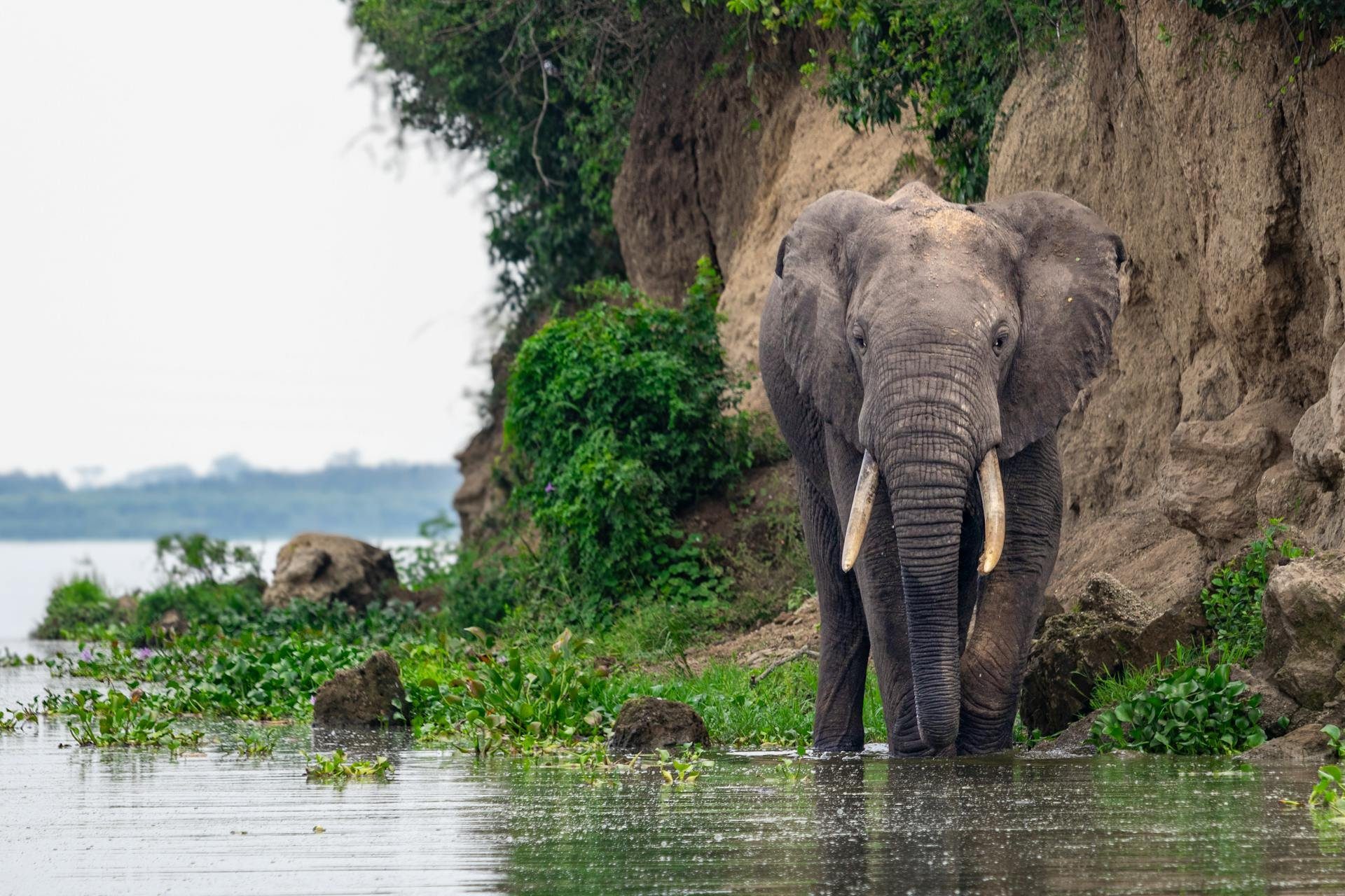 Botswana safari landscape