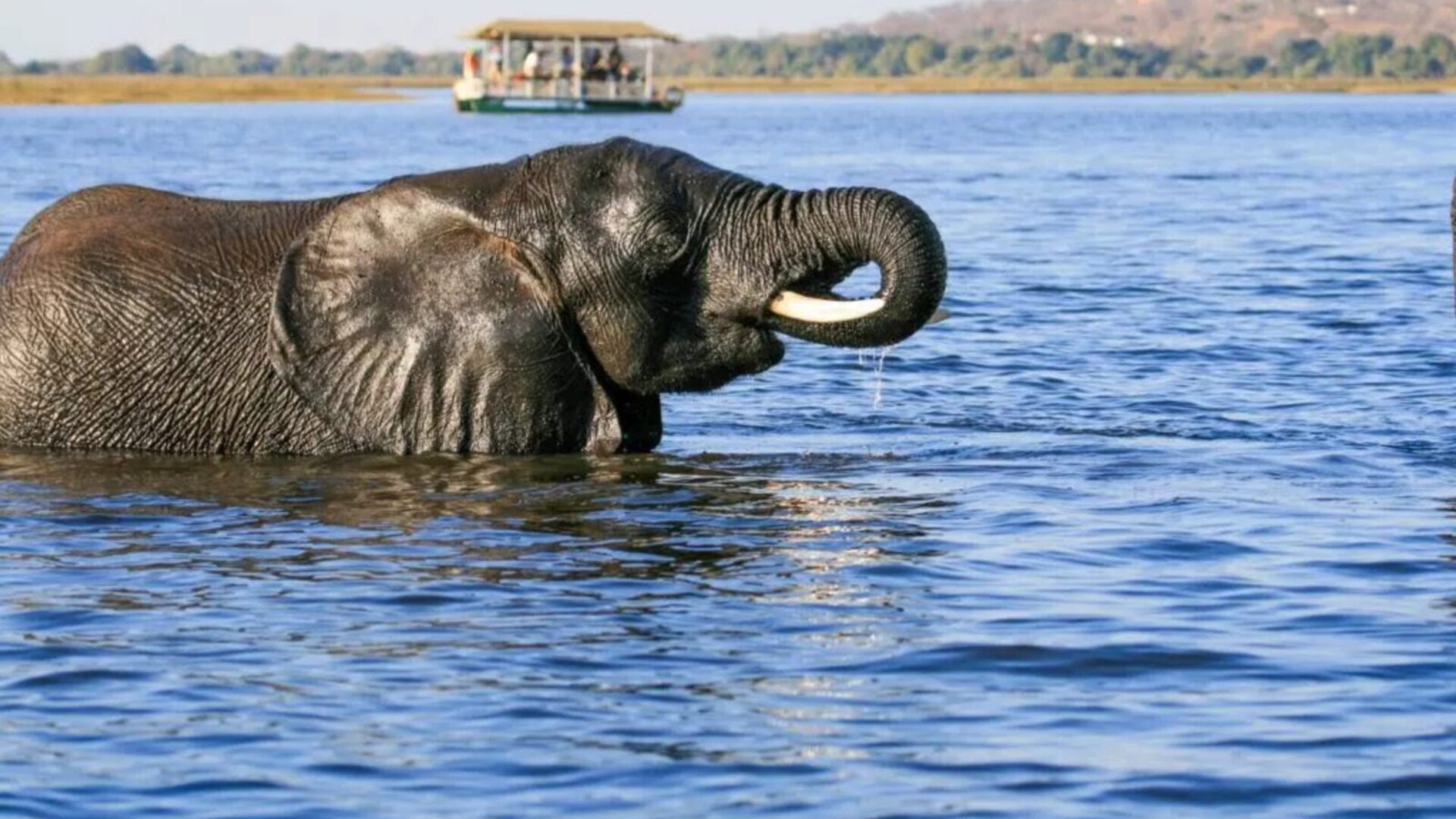 Elephant herd on the banks of the Chobe River at golden hour, Botswana