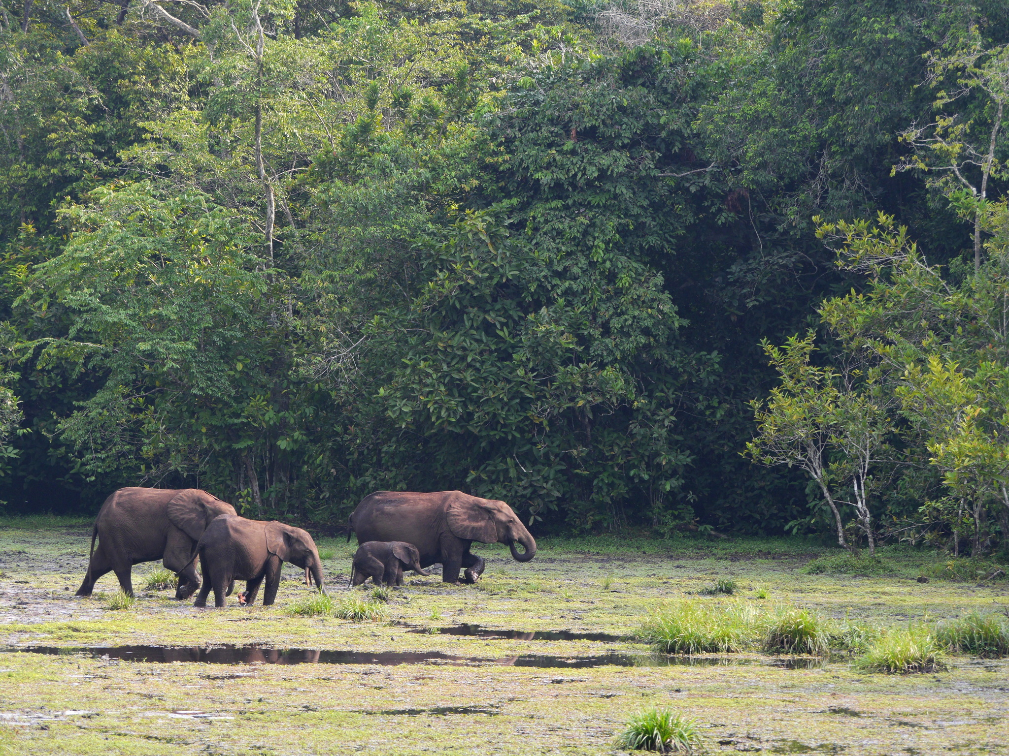 Forest elephant family crossing Odzala bai clearing, Republic of Congo