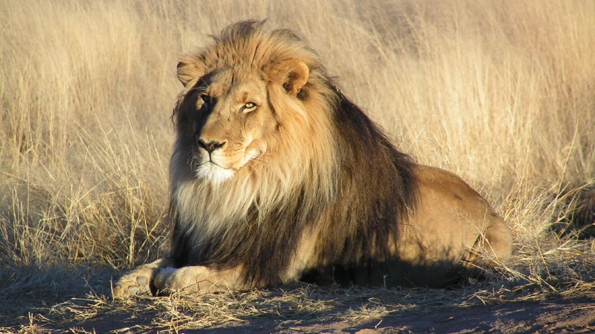 A regal male lion at rest in golden savanna grass at first light — the emblem of Great Plains Conservation's fight to save Africa's big cats