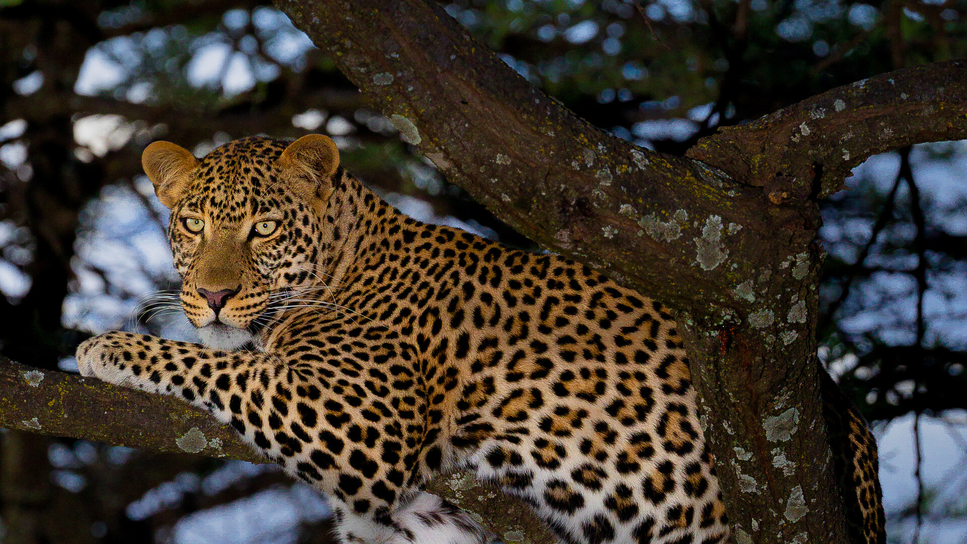 An African leopard draped over a tree limb at dusk — the emblem of Londolozi's pioneering, century-long leopard research legacy in the Sabi Sand