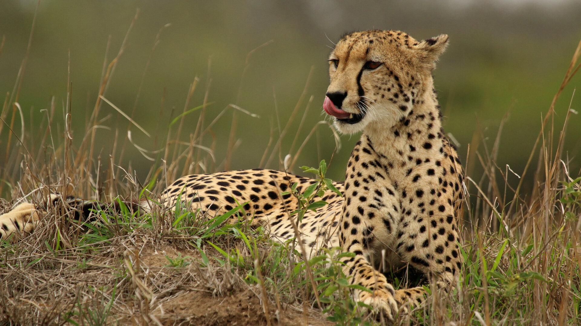 A cheetah resting at golden hour — Phinda became the first private game reserve in South Africa to reintroduce cheetahs in 1992, and today serves as a vital source population for metapopulation conservation across the region