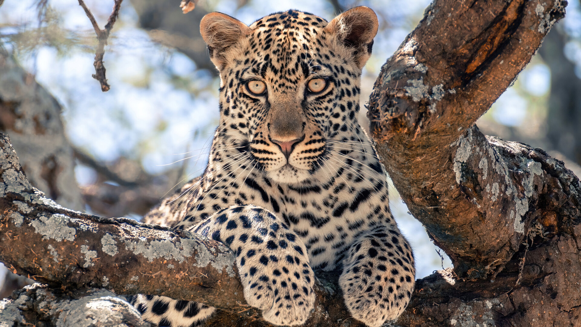 Leopard resting on a fallen log in Sabi Sands Private Game Reserve, South Africa — the leopard capital of the world
