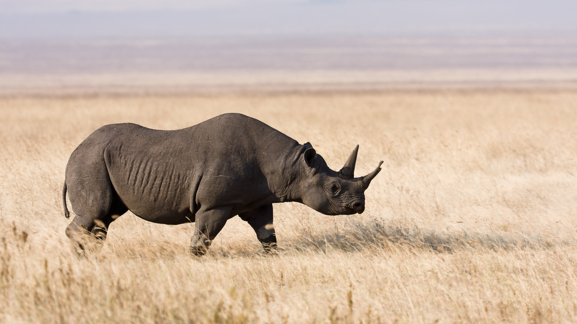 Black rhinoceros in Tanzania — symbol of Singita's commitment to protecting Africa's most endangered species