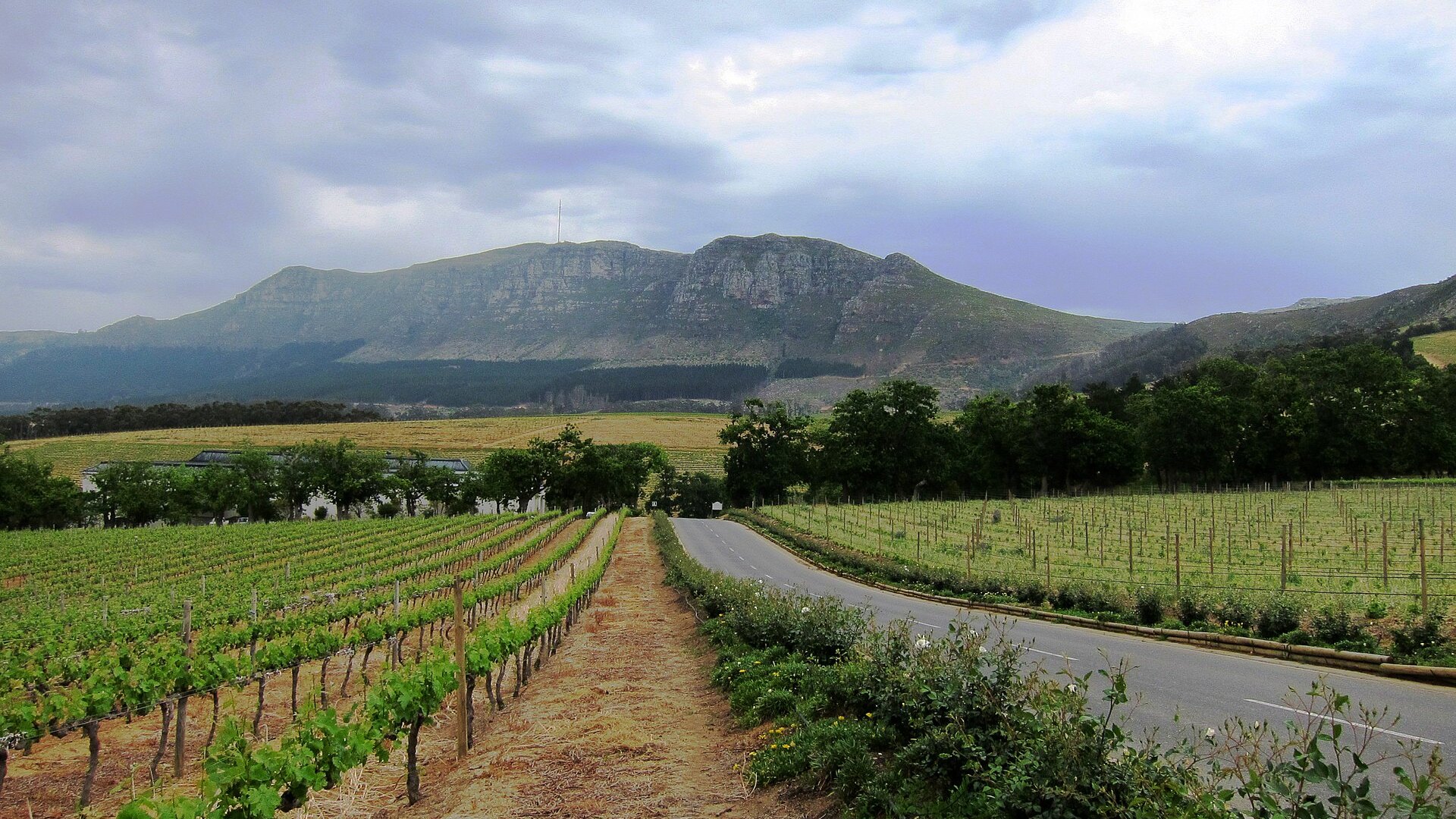 Historic Cape Dutch wine estate framed by oaks and vineyards in the Constantia valley near Cape Town at golden hour