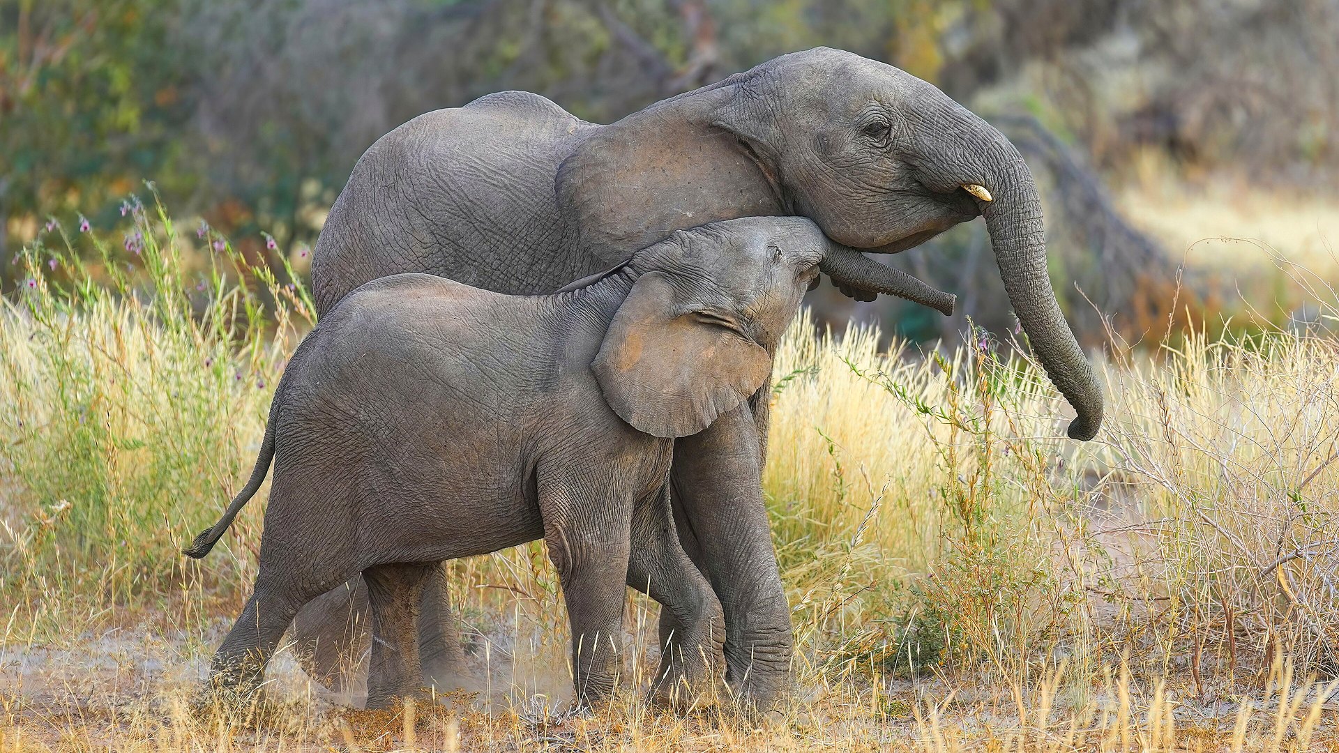 A desert-adapted elephant mother and calf walking across the arid plains of Damaraland, Namibia