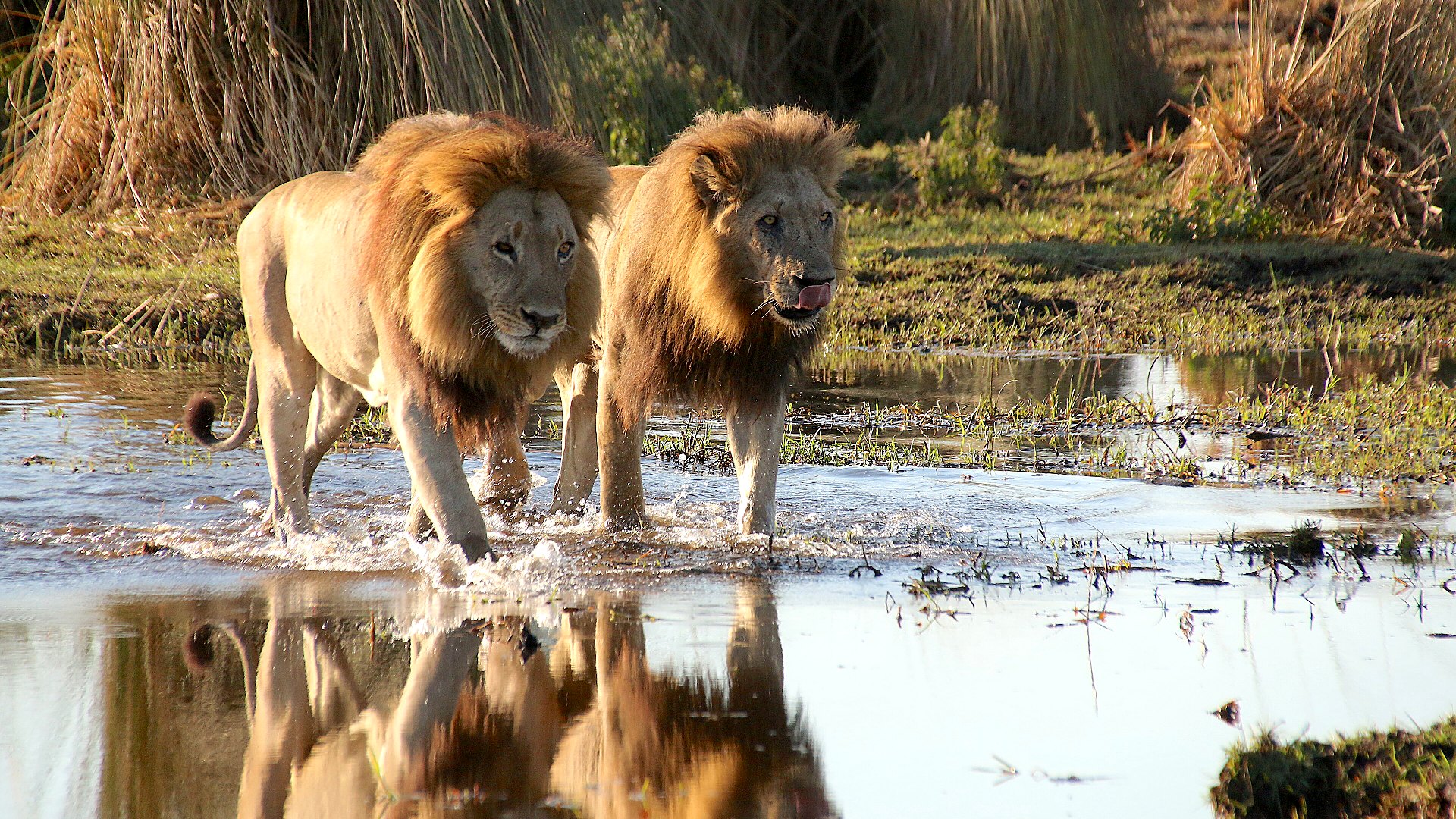 A raised luxury tented suite at Duba Plains overlooking an Okavango floodplain at sunset