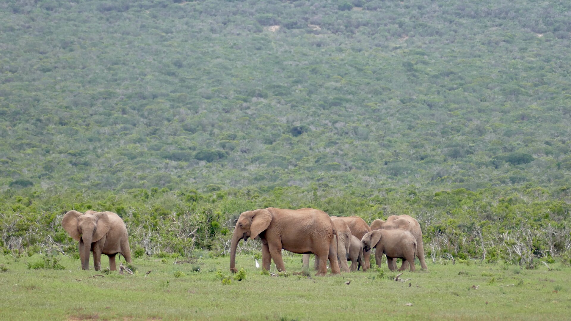 Split view of an Eastern Cape safari landscape with dense valley bushveld and a Kruger sunset game drive, Big Five comparison