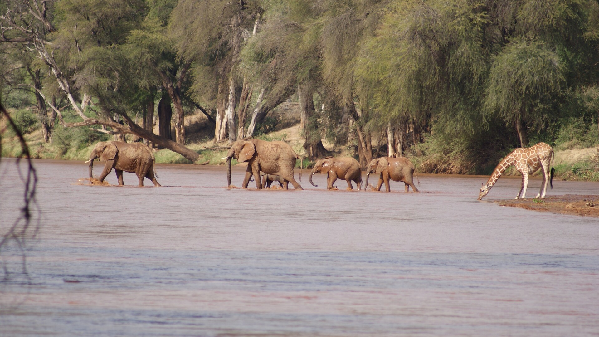 Elephants crossing the Ewaso Nyiro River at Elephant Bedroom Camp — Samburu National Reserve, Kenya