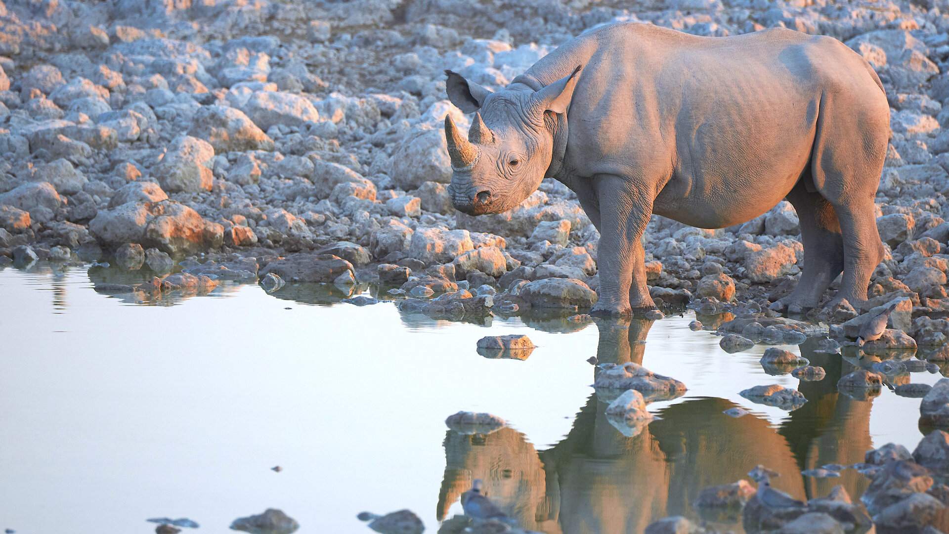 A black rhino, critically endangered, silhouetted at a waterhole at sunset — Beyond Africa Safaris