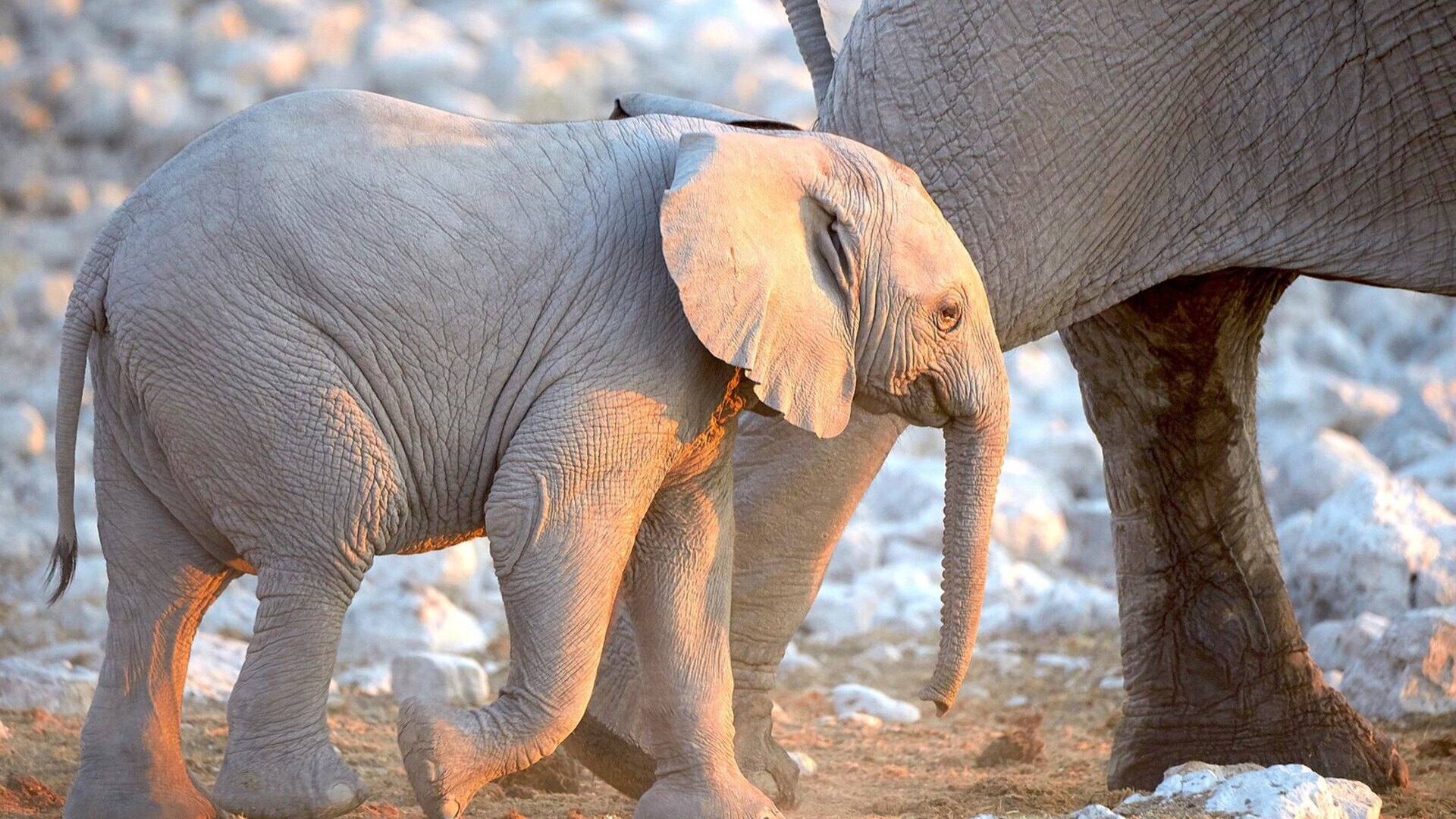 Elephants and springbok gathered at a waterhole on the edge of the Etosha salt pan — Etosha safari packages 2026