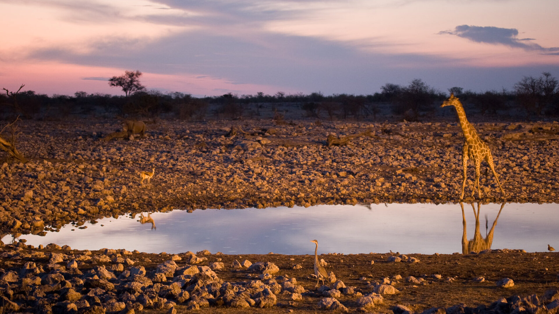 Wildlife gathered at a golden-hour waterhole on the edge of the Etosha Pan, Namibia
