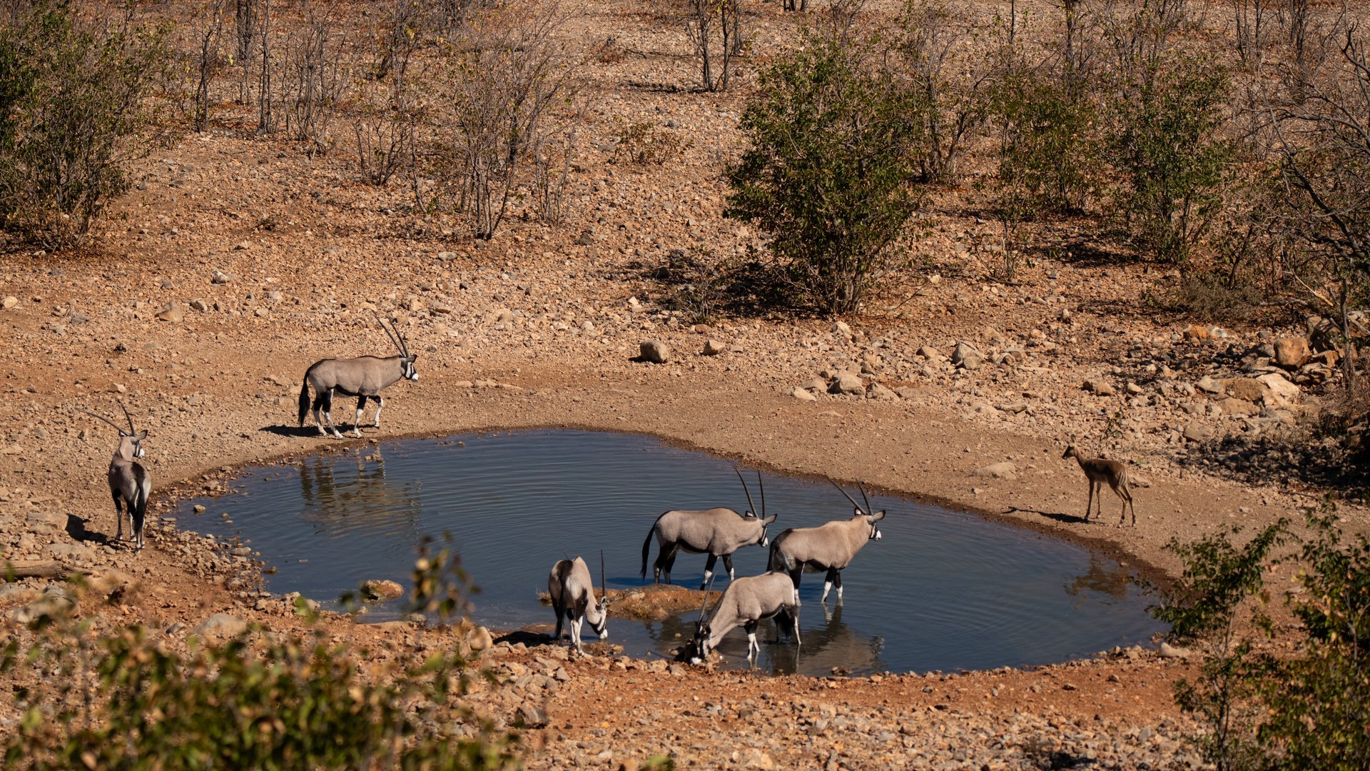 A family watching elephants at an Etosha waterhole on a Namibia family safari