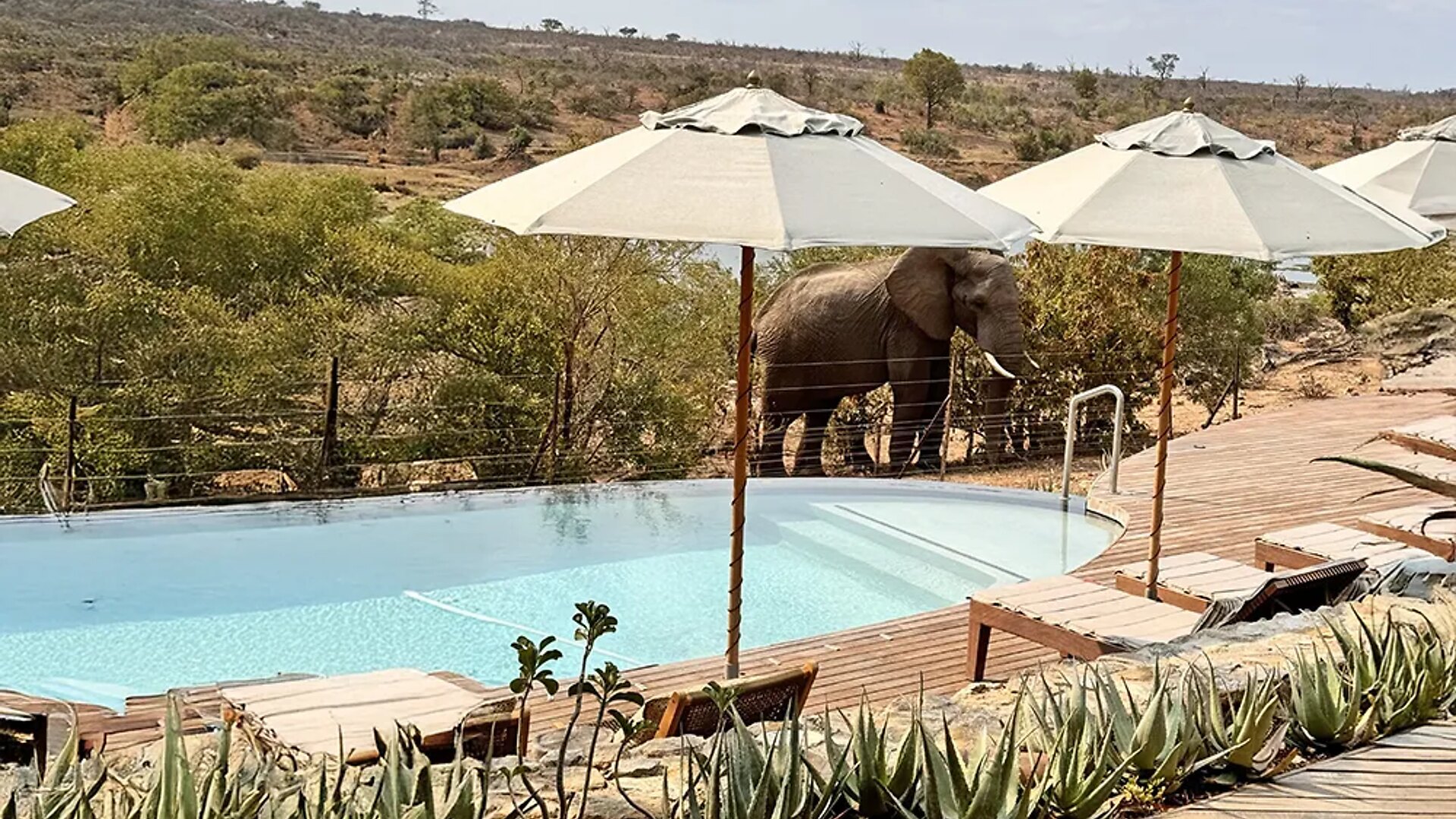 Elephant on the banks of the Crocodile River below the infinity pool and deck at Fifty-Five Mjejane, Greater Kruger