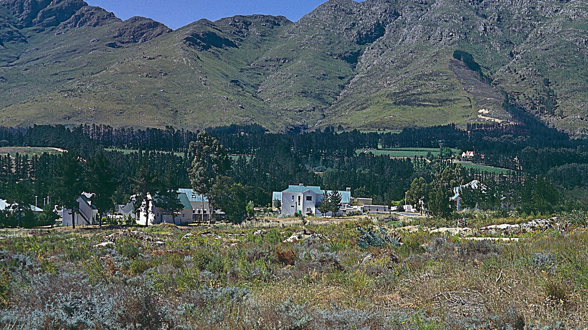 The open-sided Franschhoek Wine Tram gliding past vineyards beneath the mountains