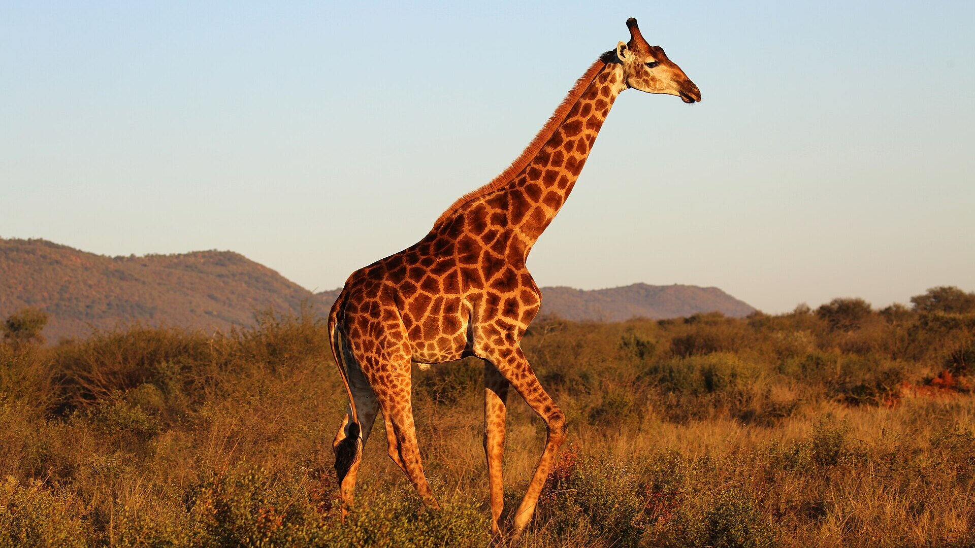 A giraffe stands in golden light on the savanna with soft hills behind at sunset