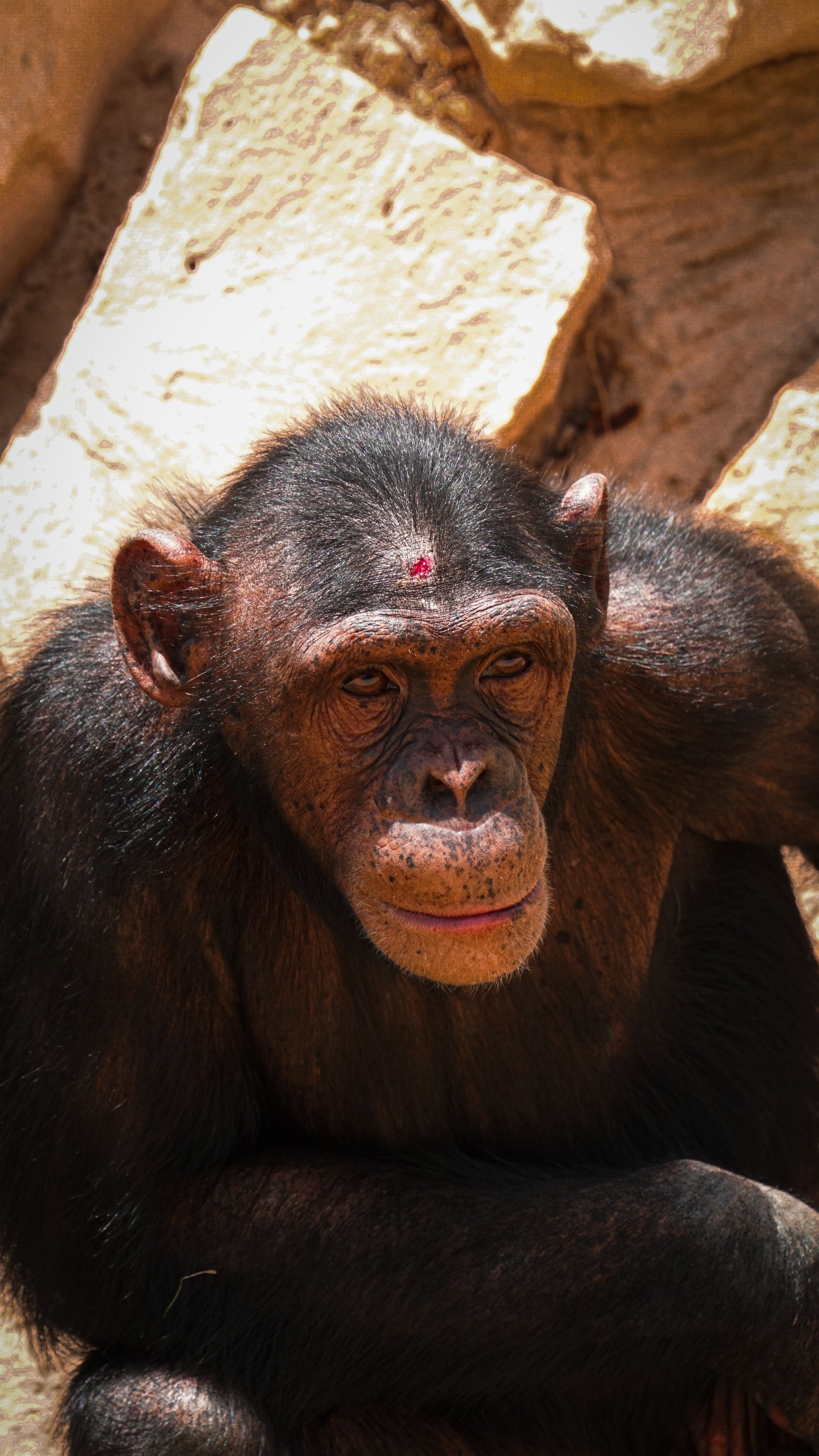 Gombe Stream National Park Guide — Jane Goodall's Chimpanzee Haven