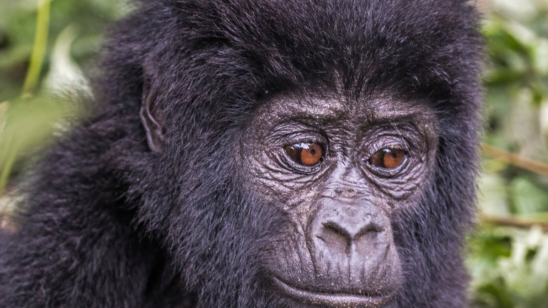 A silverback mountain gorilla in the rainforest, paired with the Great Migration on the Kenyan plains