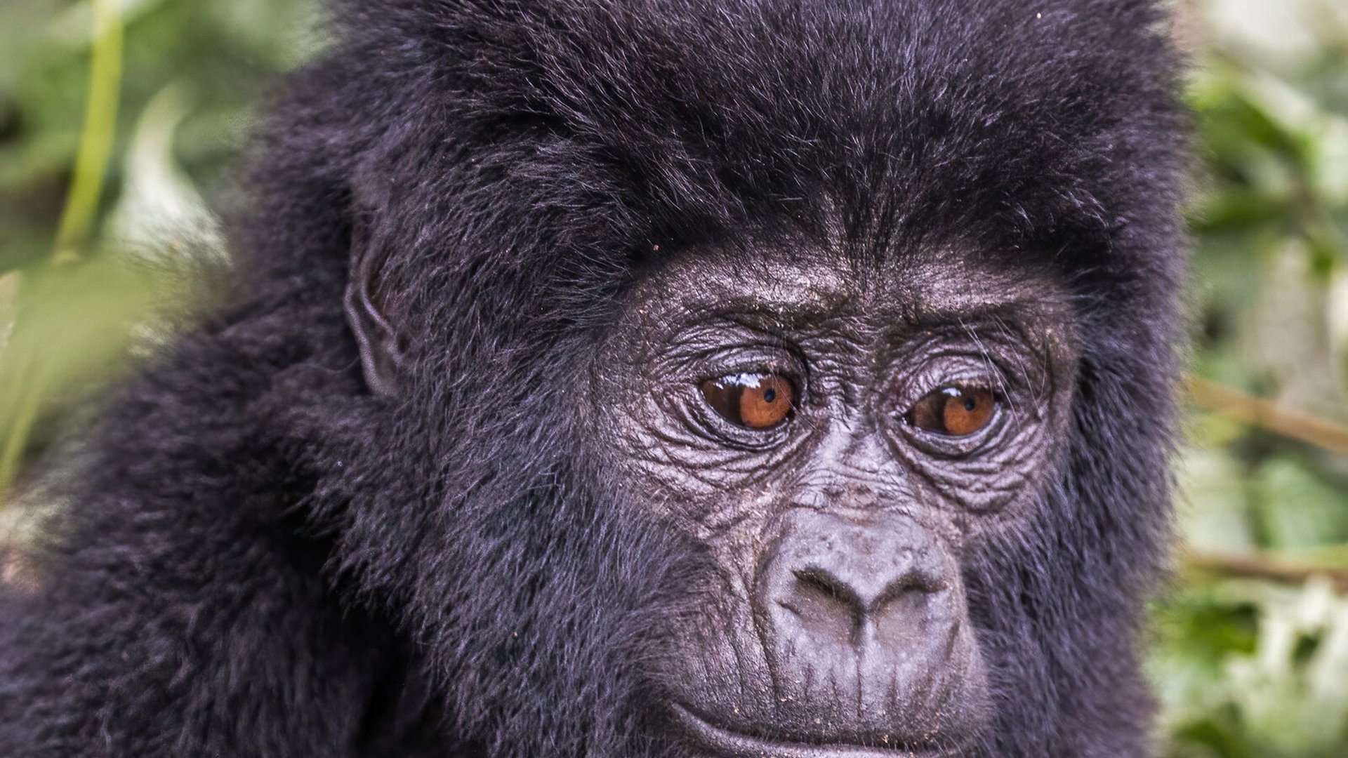 Gorilla Trekking Congo vs Uganda vs Rwanda vs DRC: Complete 4-Way Comparison (2026)
