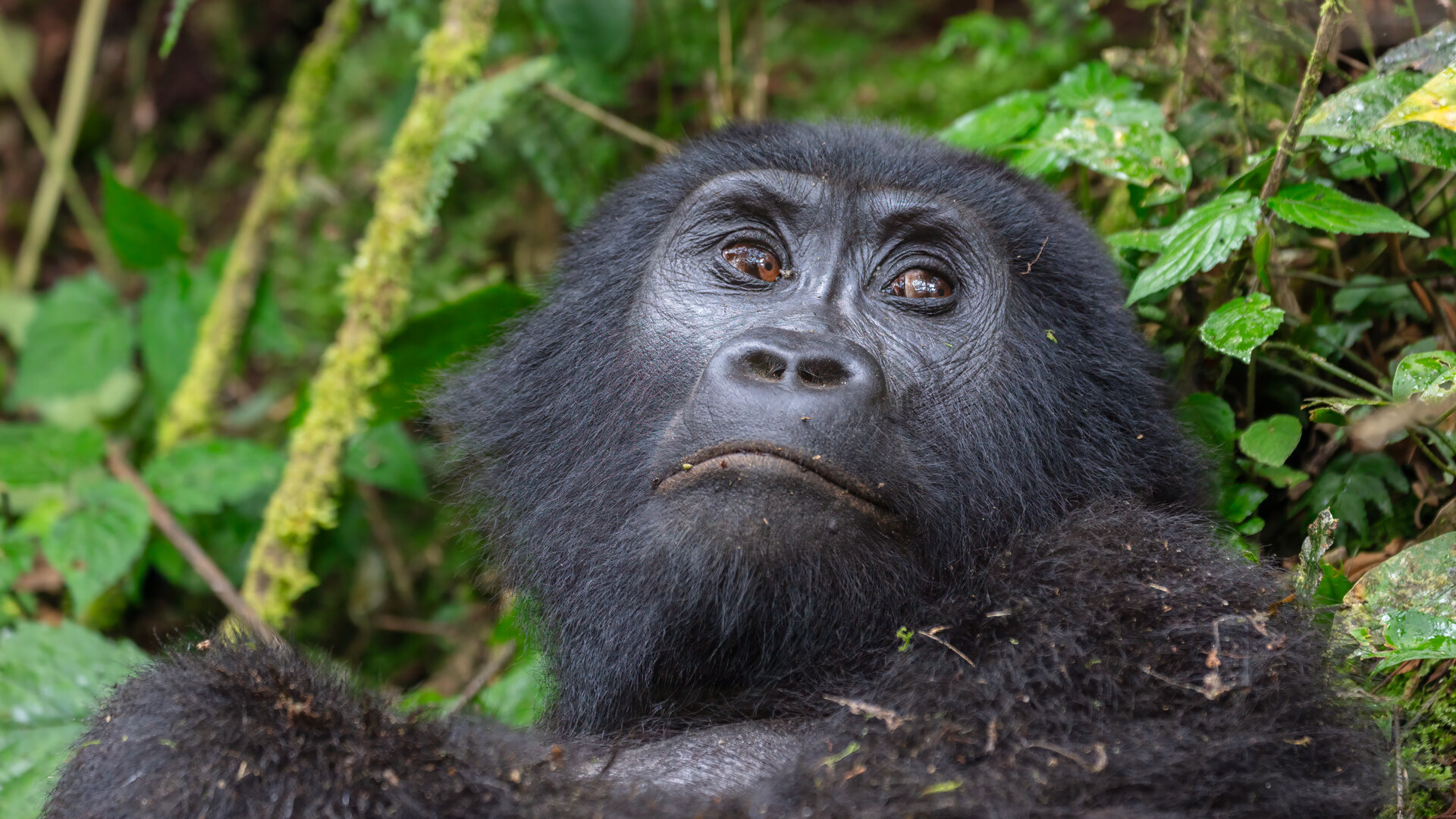 Close-up portrait of a mountain gorilla's face in the forest