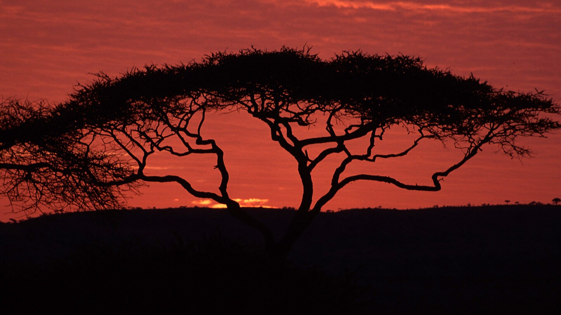 A lone acacia tree silhouetted against a fiery crimson African sunset — the timeless romance at the heart of a grand African honeymoon