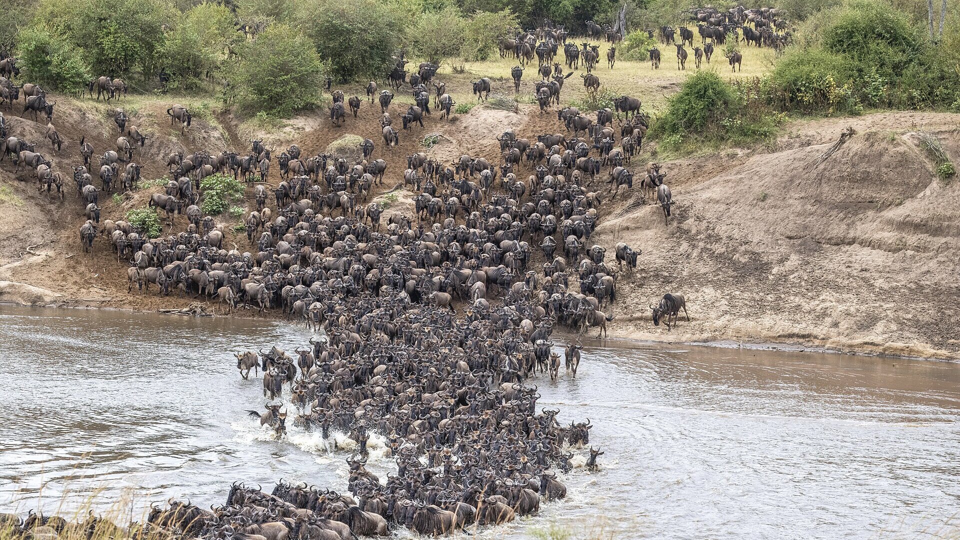 A vast column of wildebeest streaming as a single living river across the plains on the Great Migration route from the Serengeti toward the Masai Mara