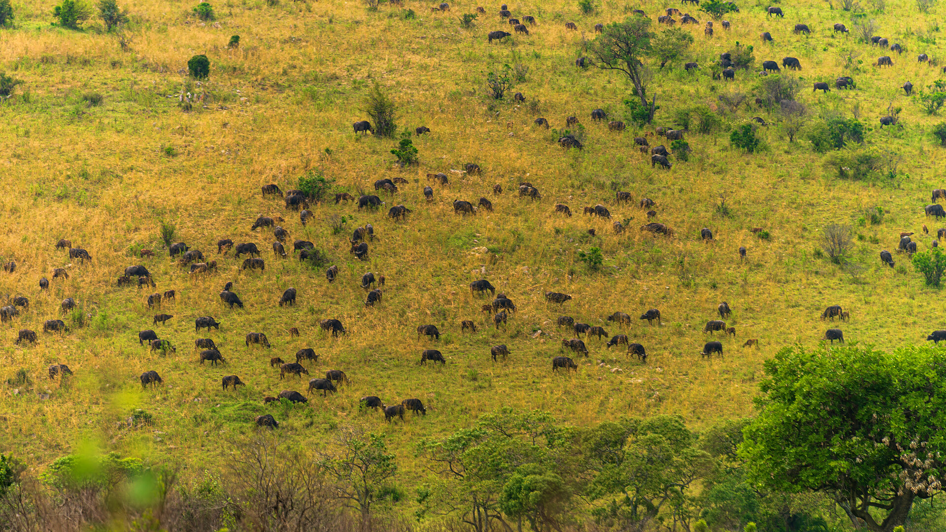 Wildebeest herds streaming across the plains of the Masai Mara on a great wildebeest migration safari in Kenya