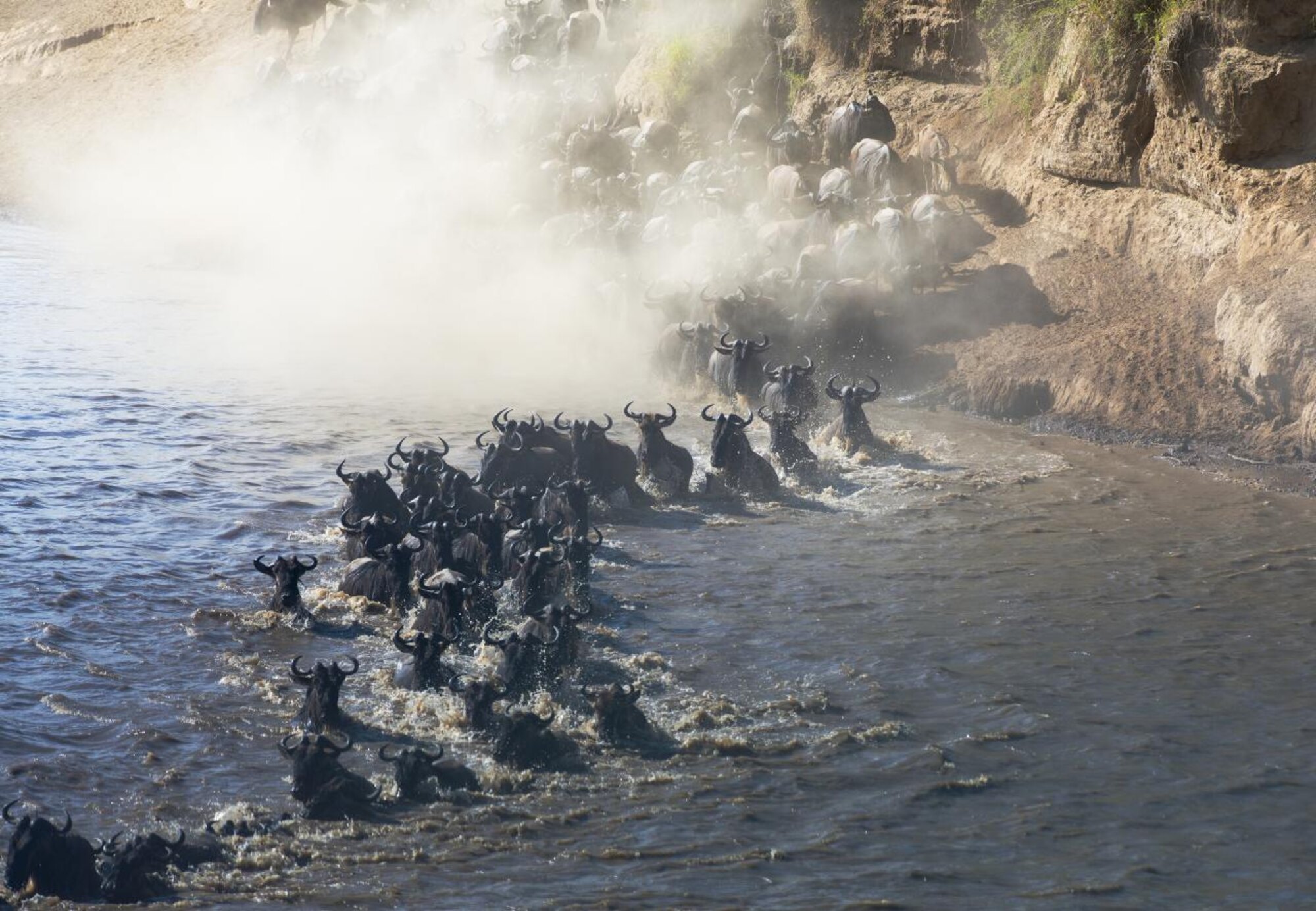 Aerial view of thousands of wildebeest funnelling into a river through clouds of dust at a hidden crossing point in the Serengeti
