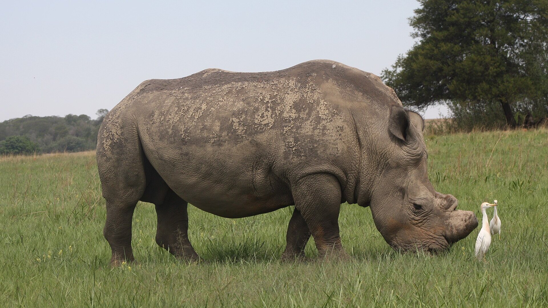 A white rhino grazes lush green grass with an attendant egret in Hluhluwe-iMfolozi Park, KwaZulu-Natal, South Africa
